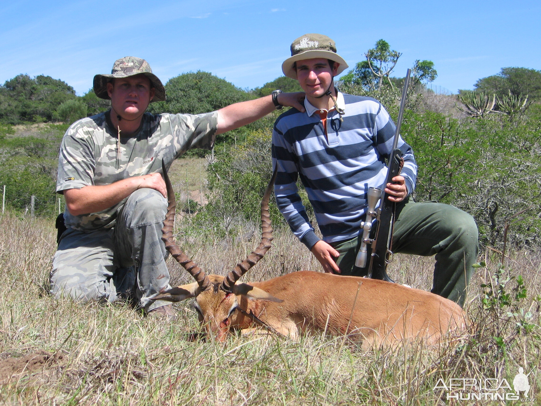 First African Safari Impala South Africa