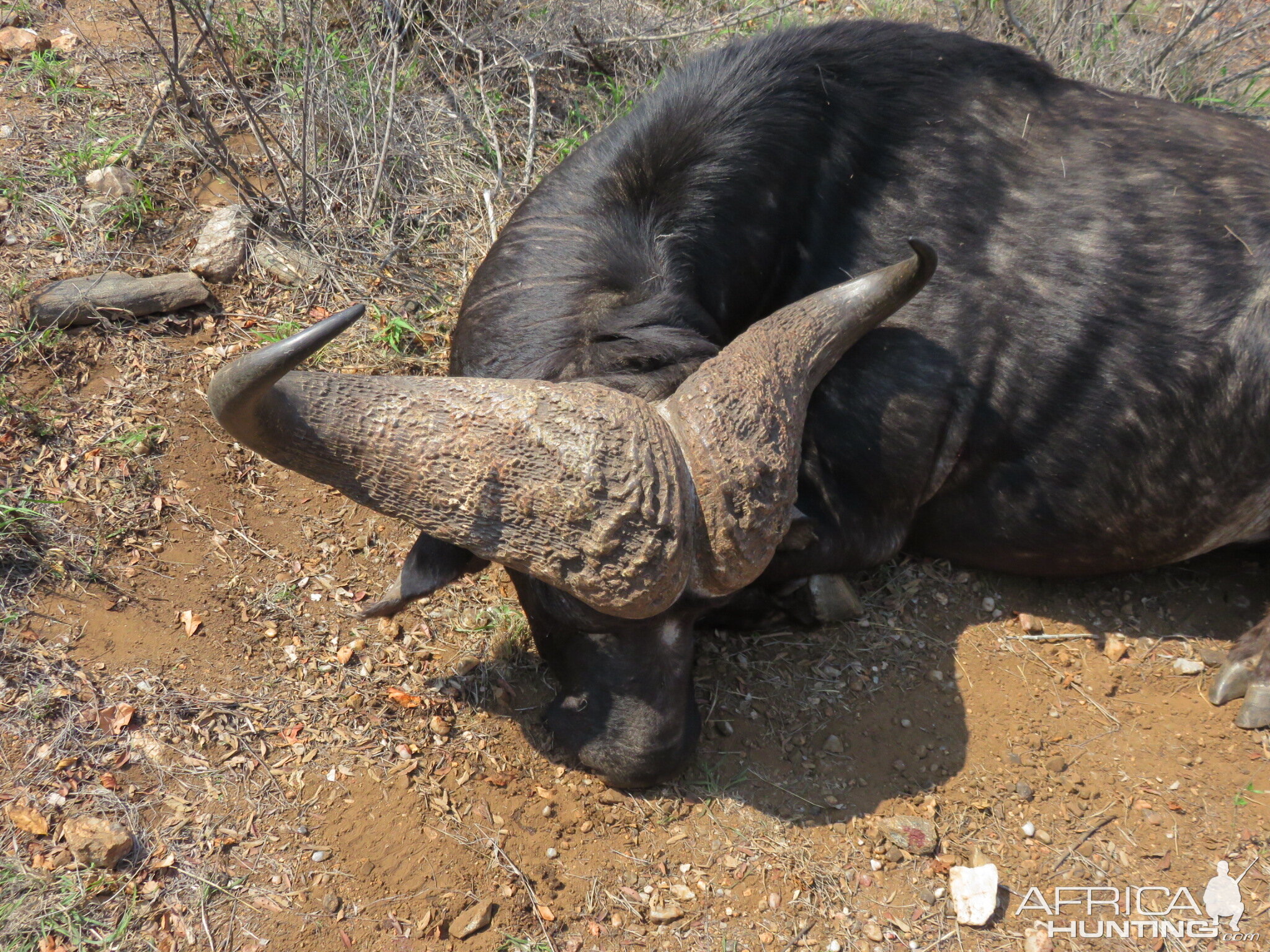 First Cape Buffalo Hunt