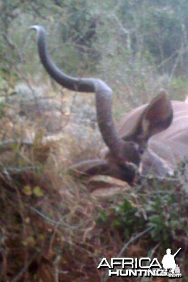 First view of my downed kudu