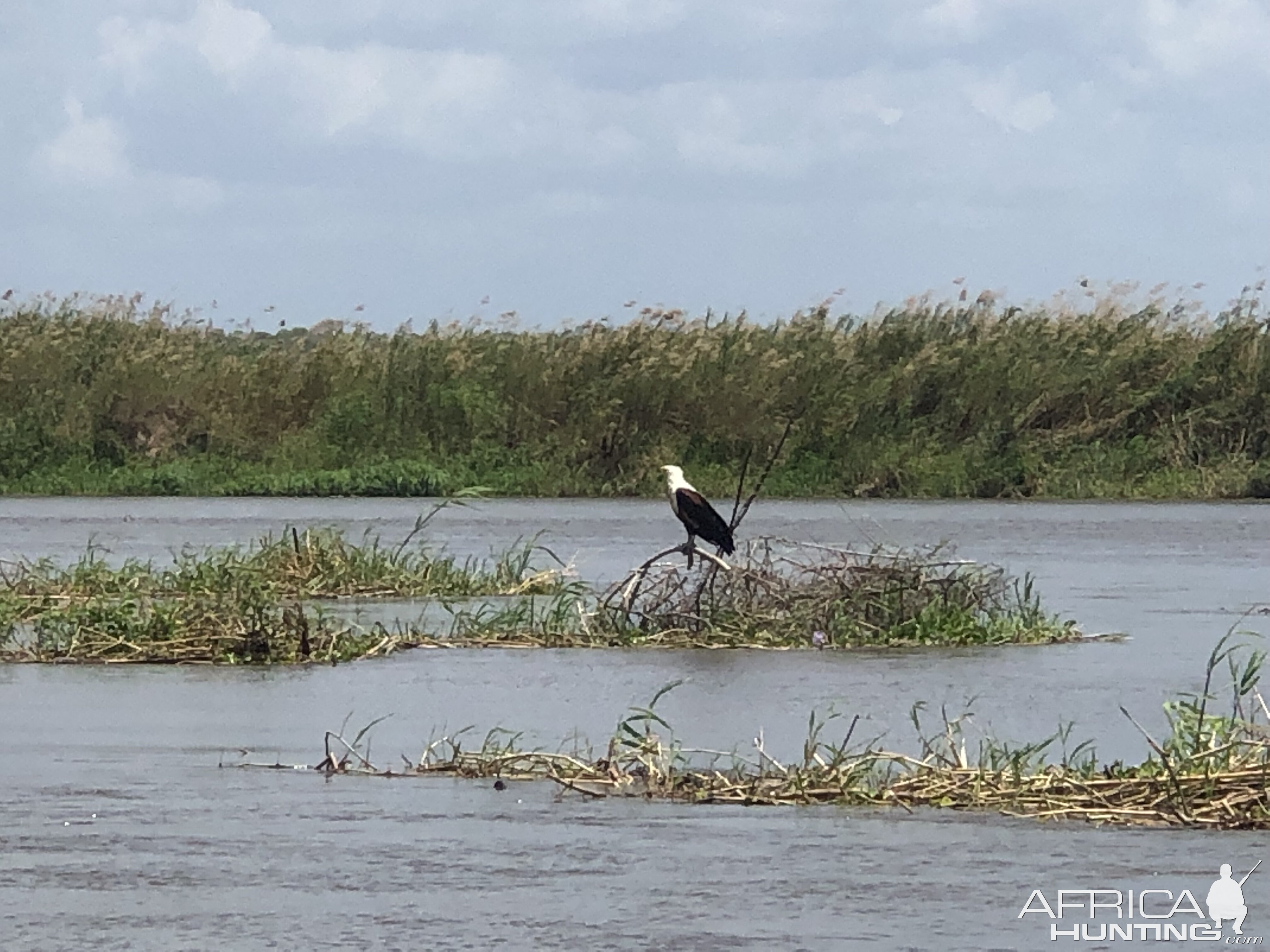 Fish Eagle in Mozambique