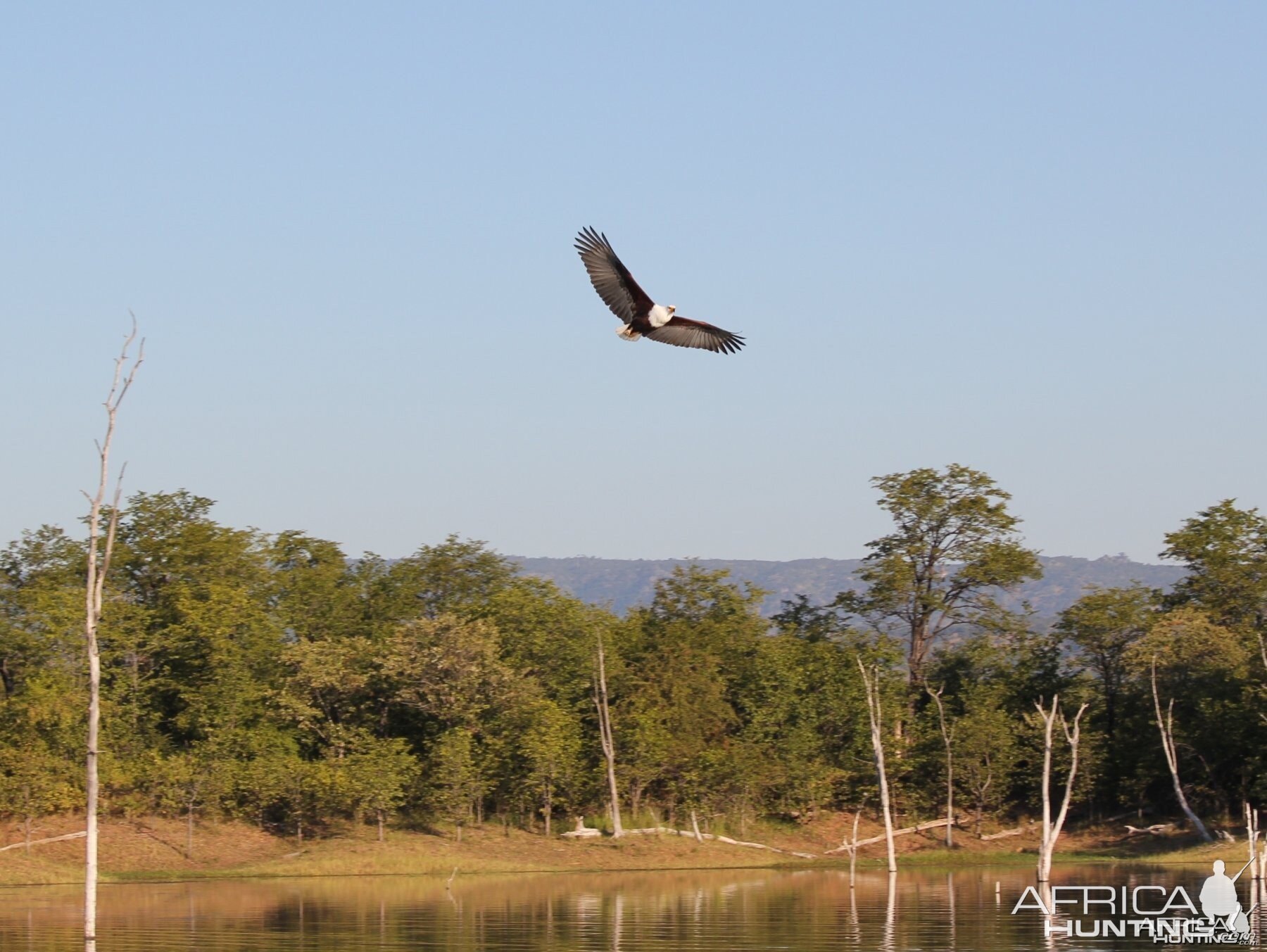 Fish Eagle, Lake Kariba