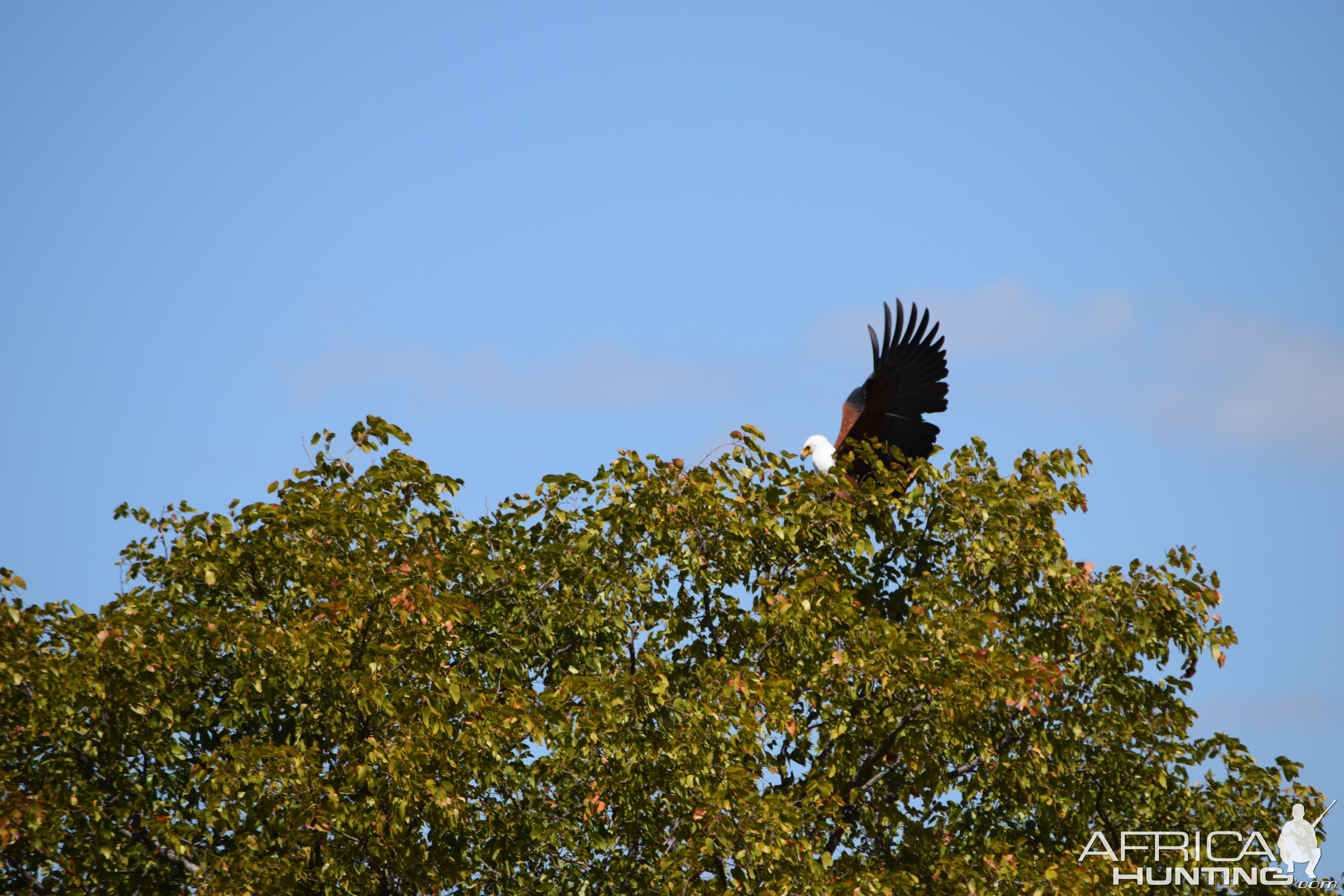 Fish Eagle