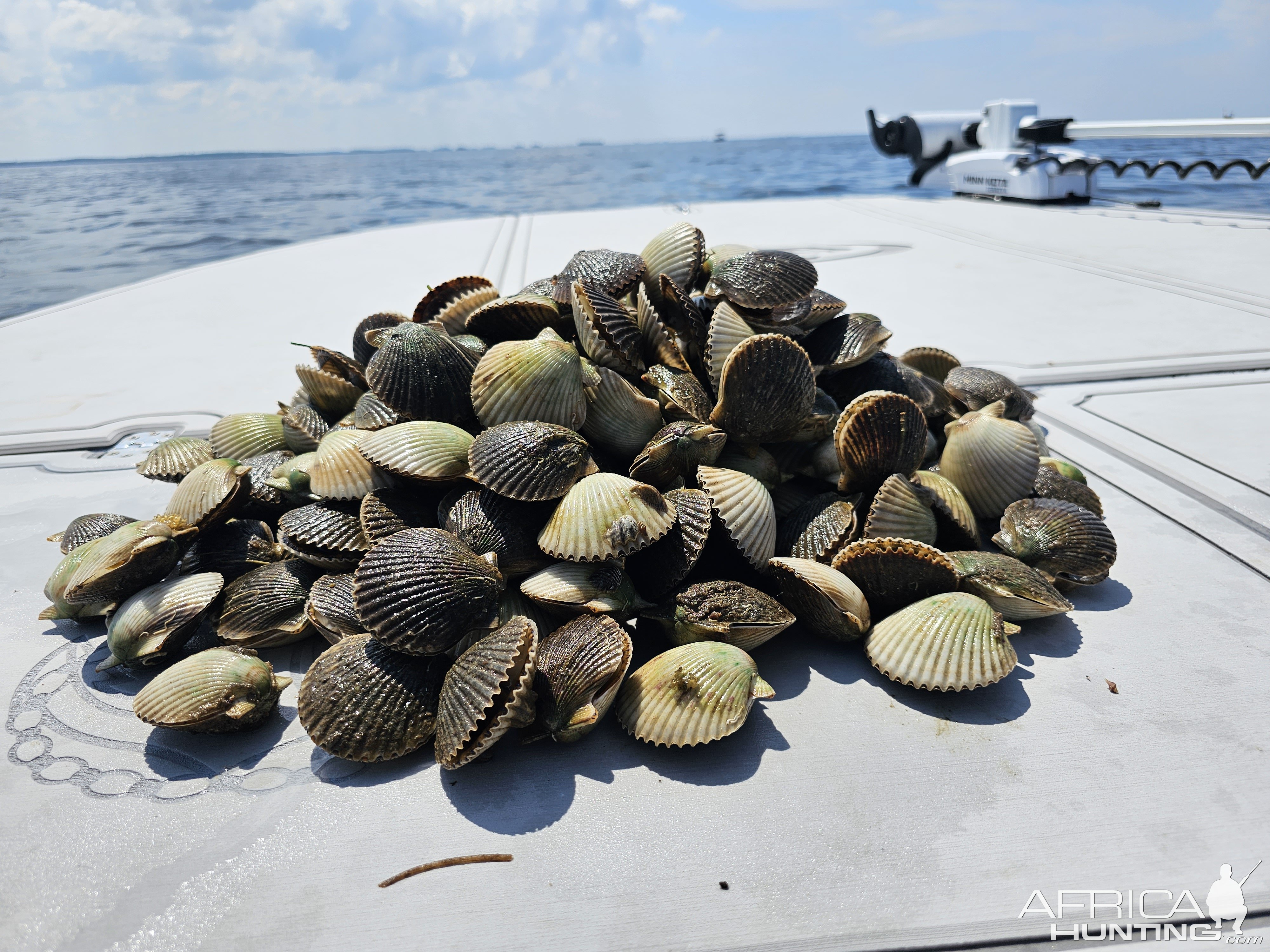 Fishing Bay Scallops Florida