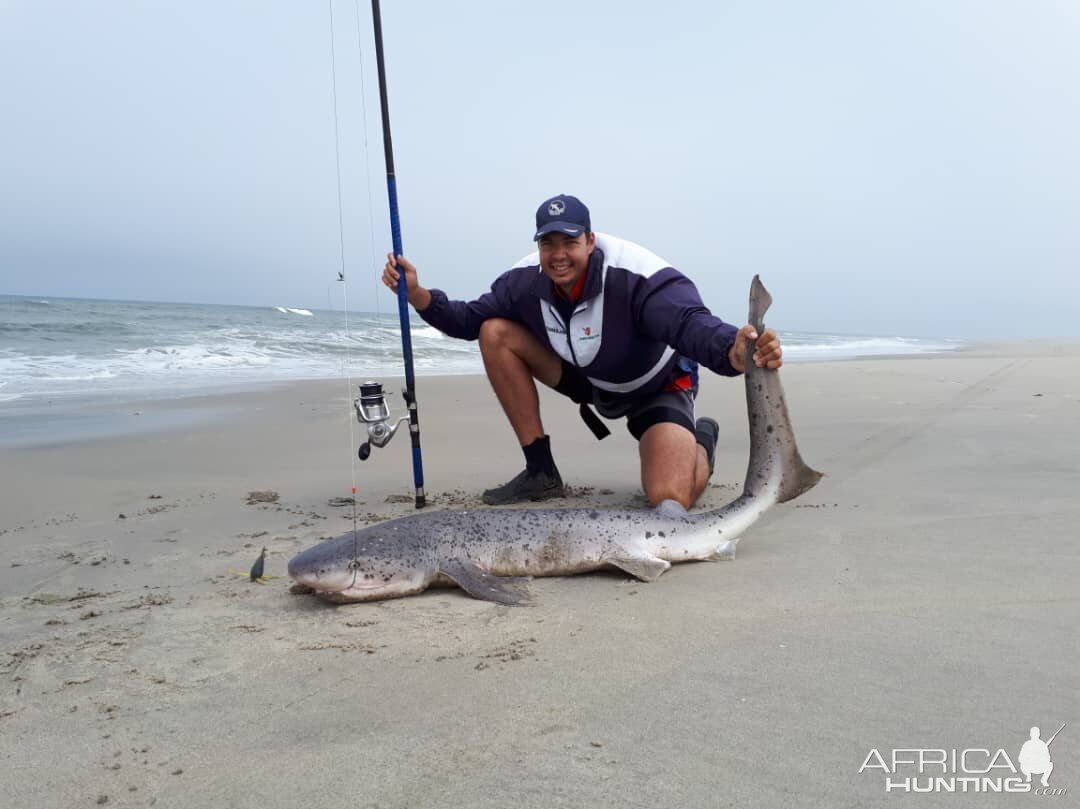 Fishing Cow shark in Namibia