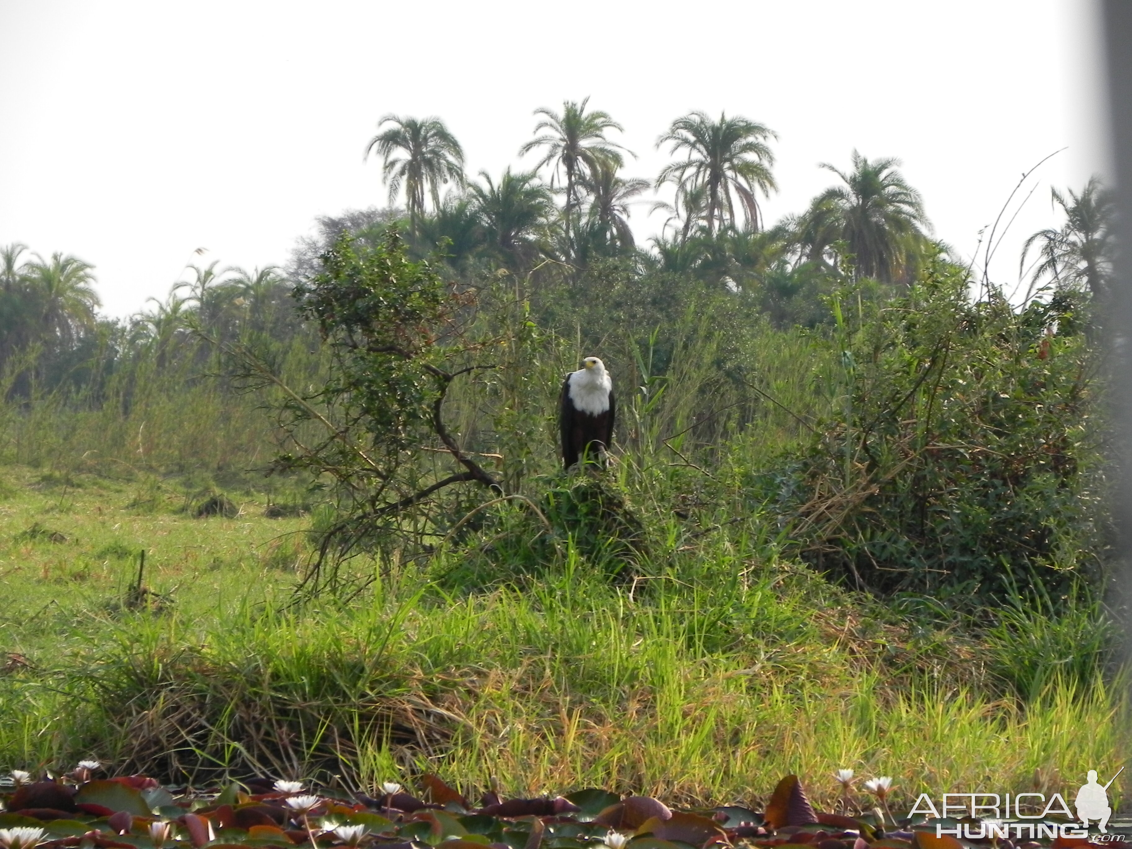 Fishing Eagle Caprivi Namibia