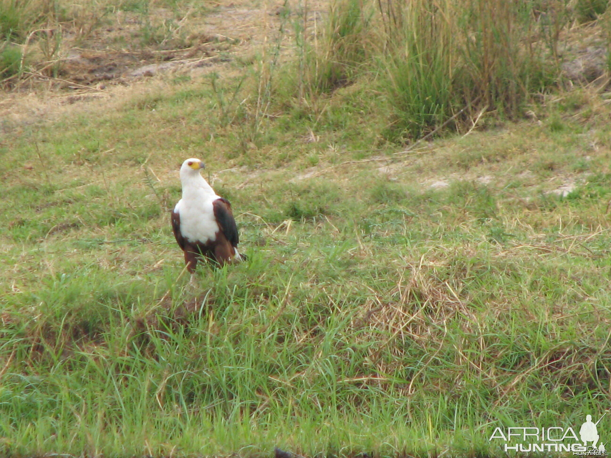 Fishing Eagle Caprivi Namibia