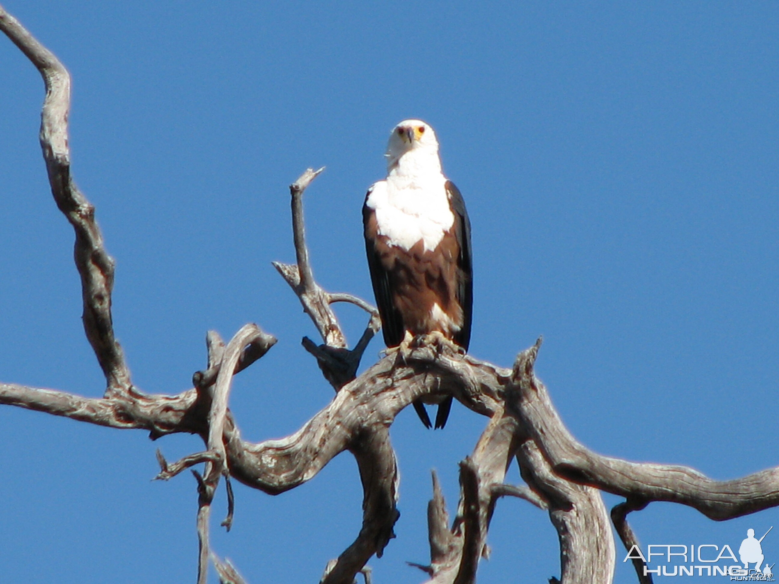 Fishing Eagle Chobe