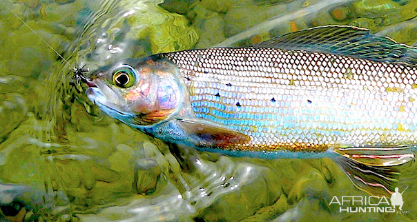 Fishing Grayling Kvichak River Alaska