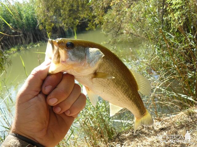 Fishing Marico river Bass