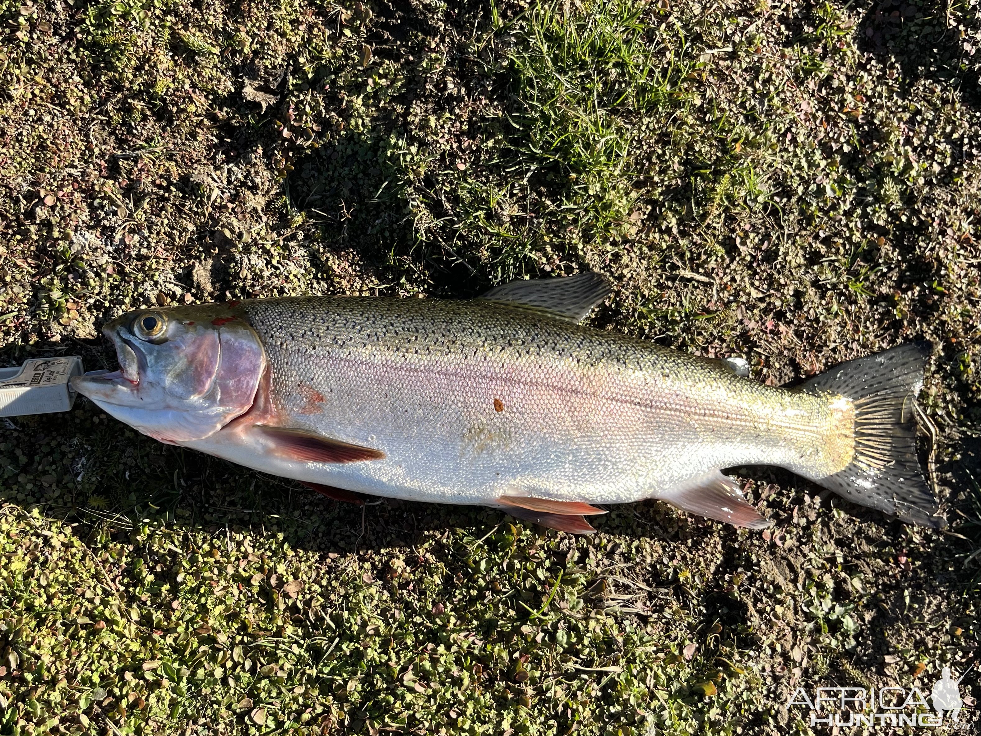 Fishing Rainbow Trout Utah