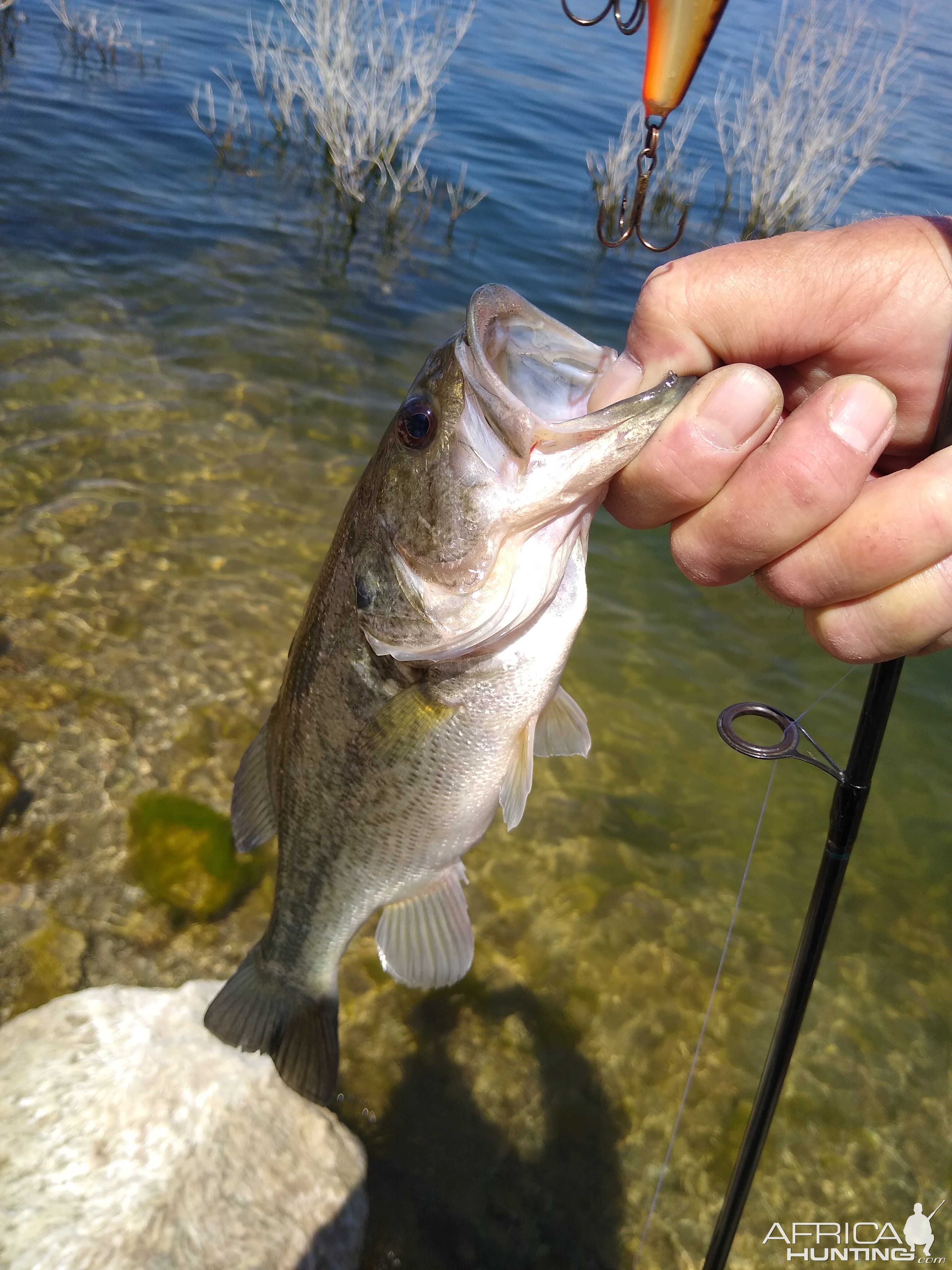 Fishing Roosevelt Lake Arizona