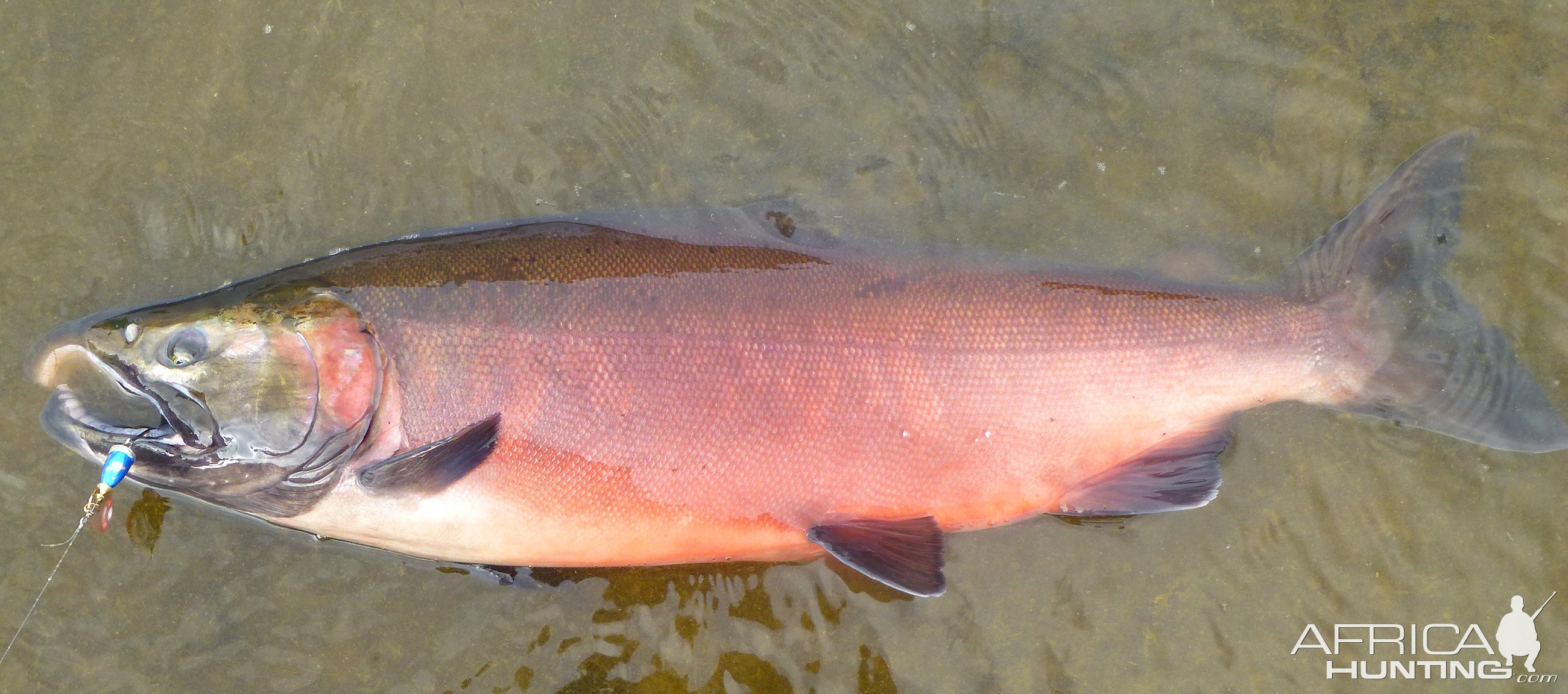 Fishing Salmon Alaska