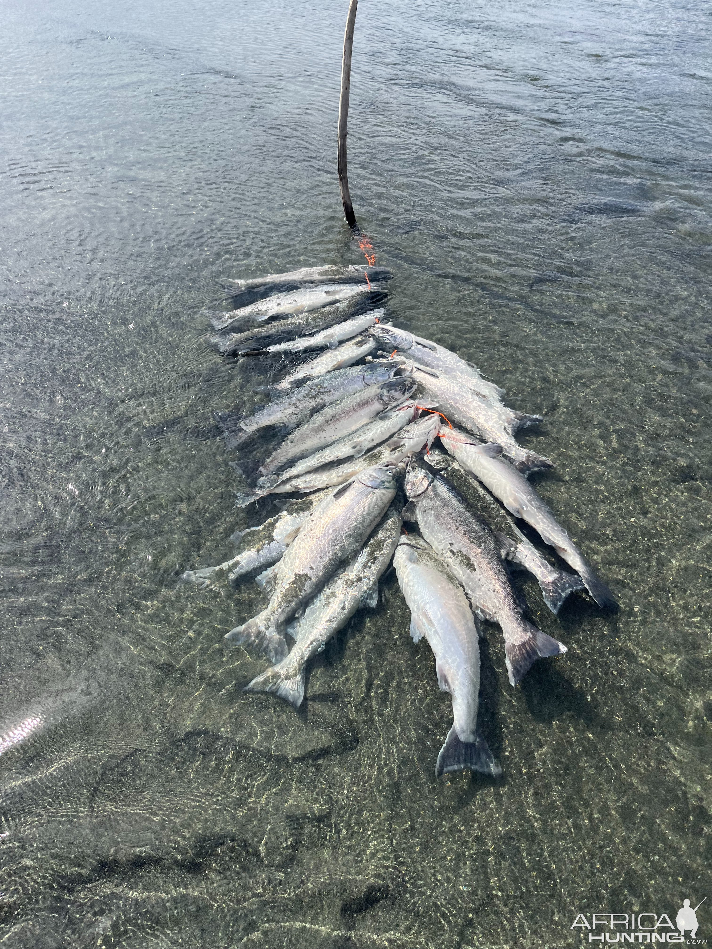 Fishing  Sam Fejes Tsiu River Lodge Alaska