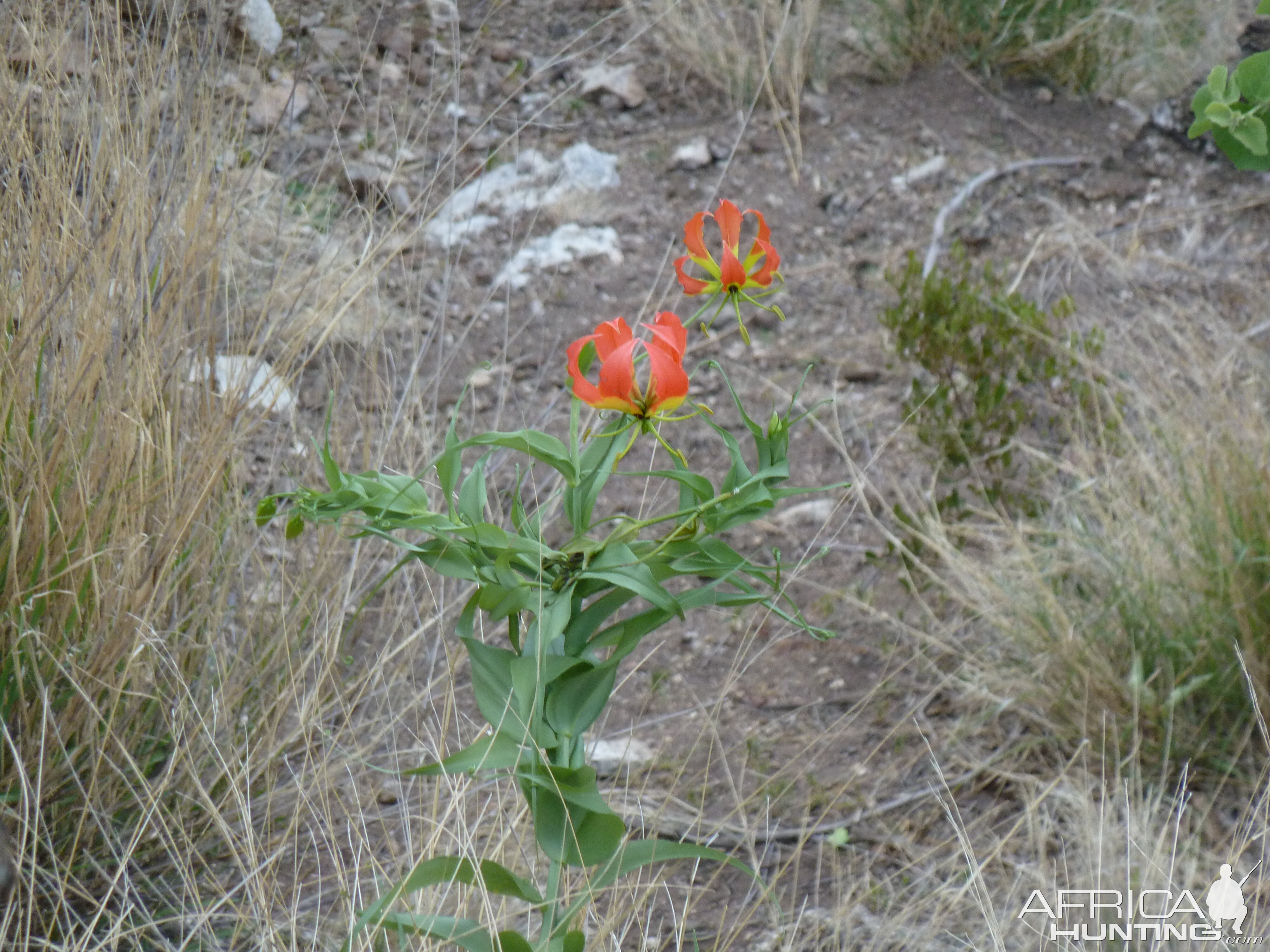 Flame Orchid Namibia