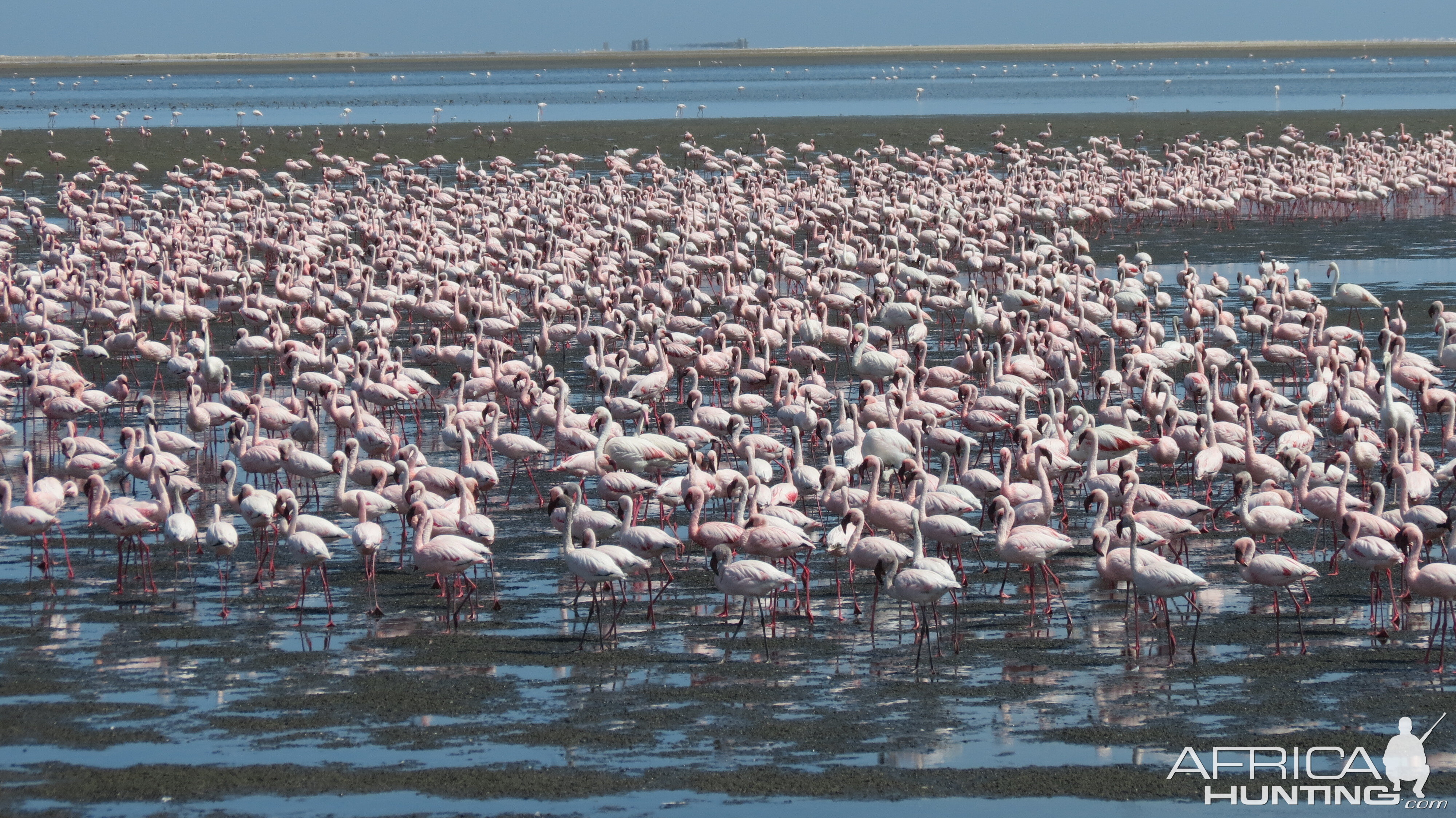 Flamingos Walvis Bay Namibia