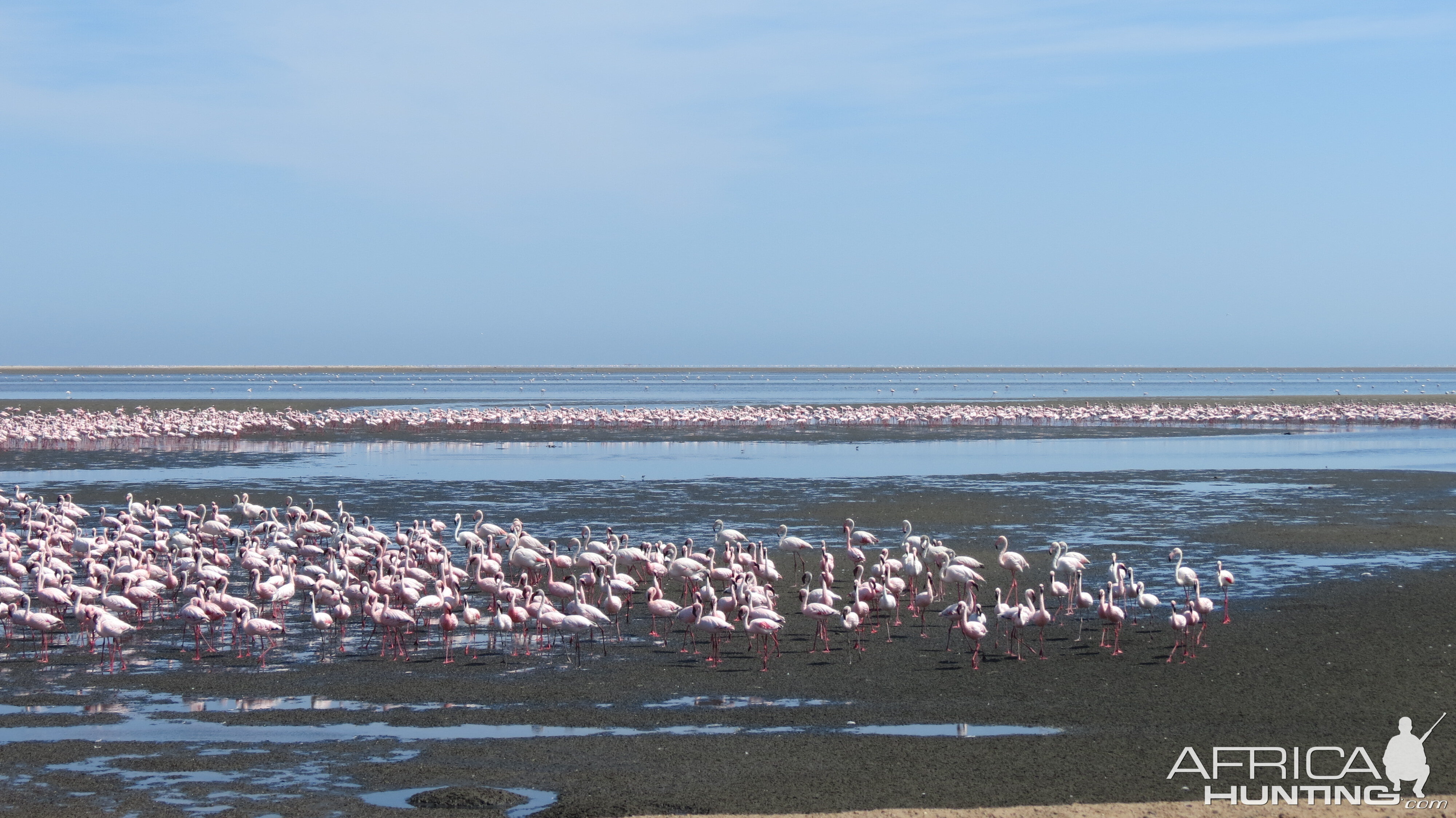 Flamingos Walvis Bay Namibia