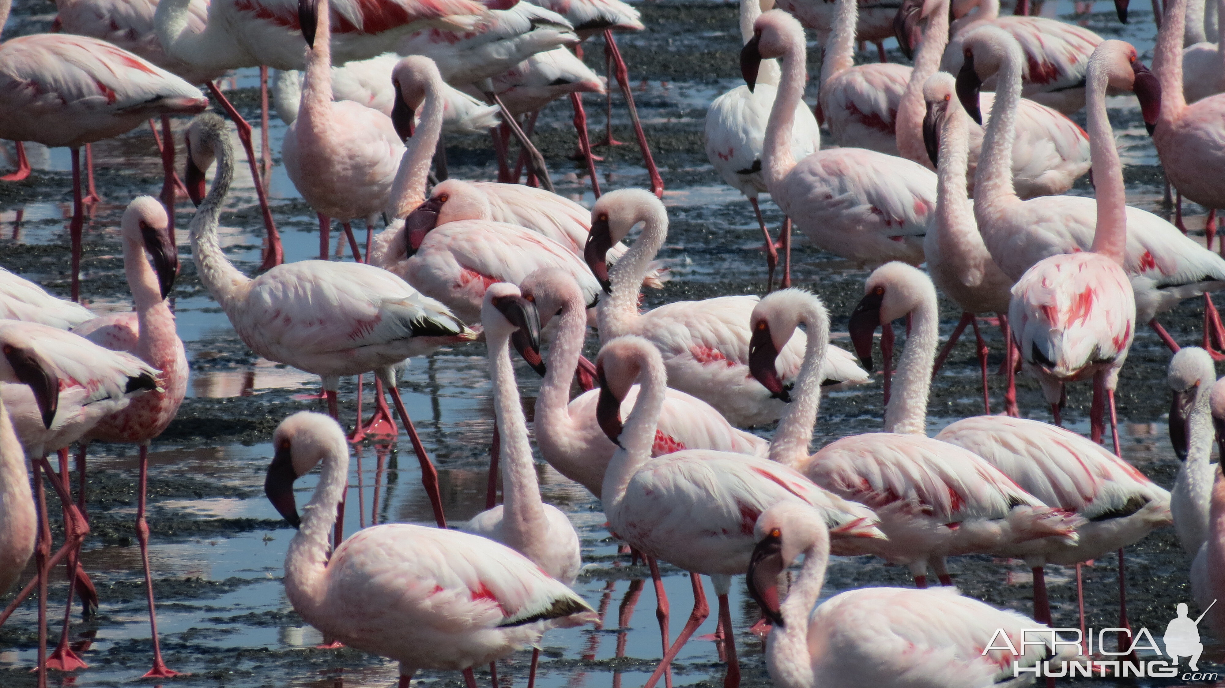 Flamingos Walvis Bay Namibia