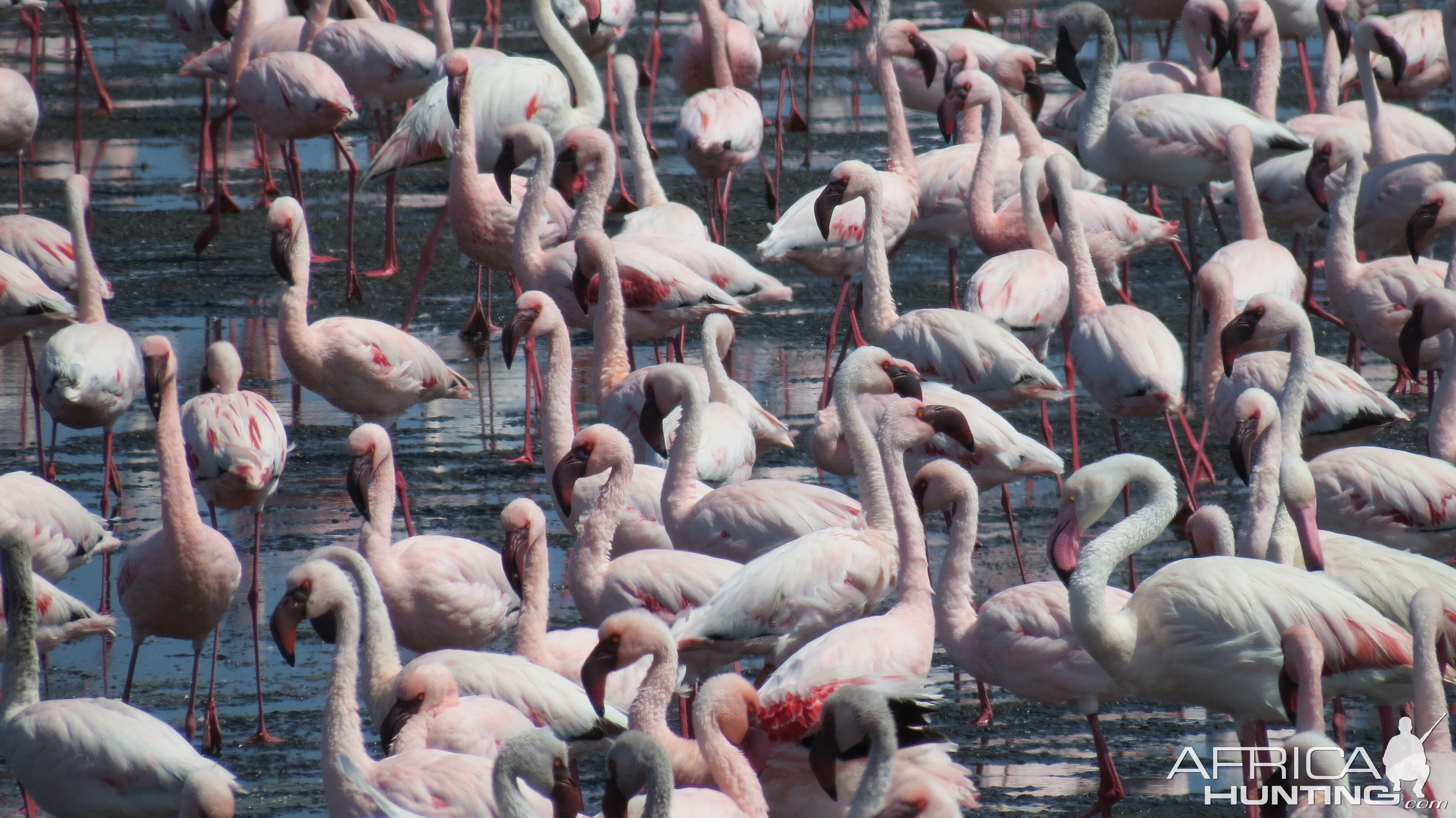 Flamingos Walvis Bay Namibia