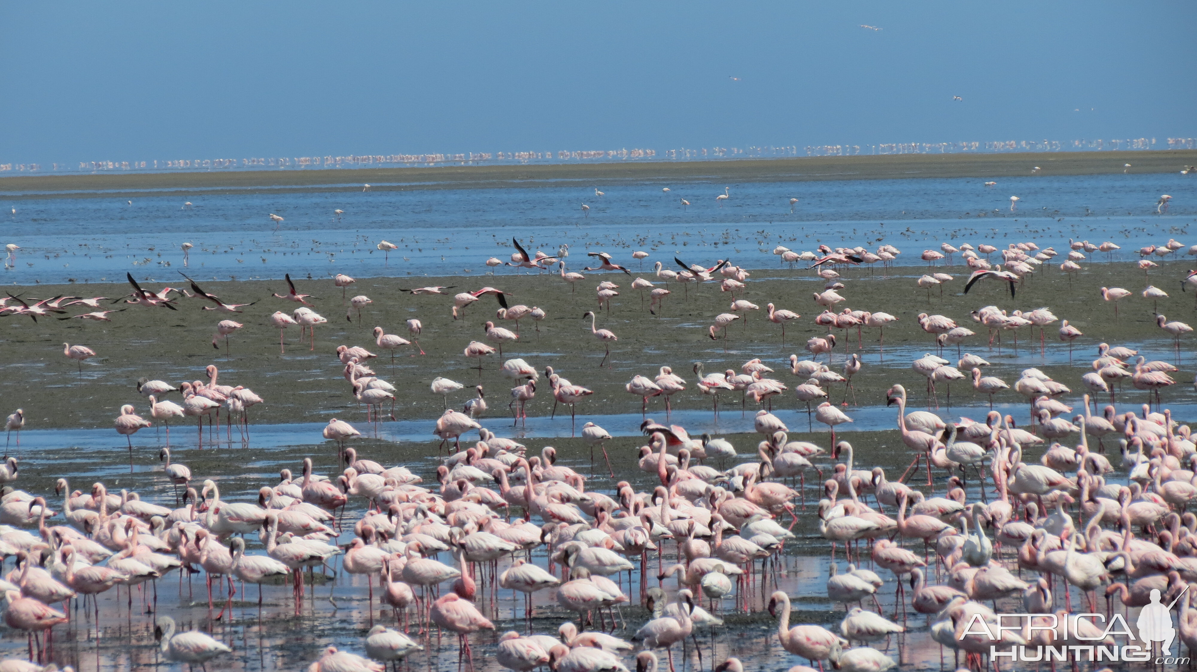 Flamingos Walvis Bay Namibia