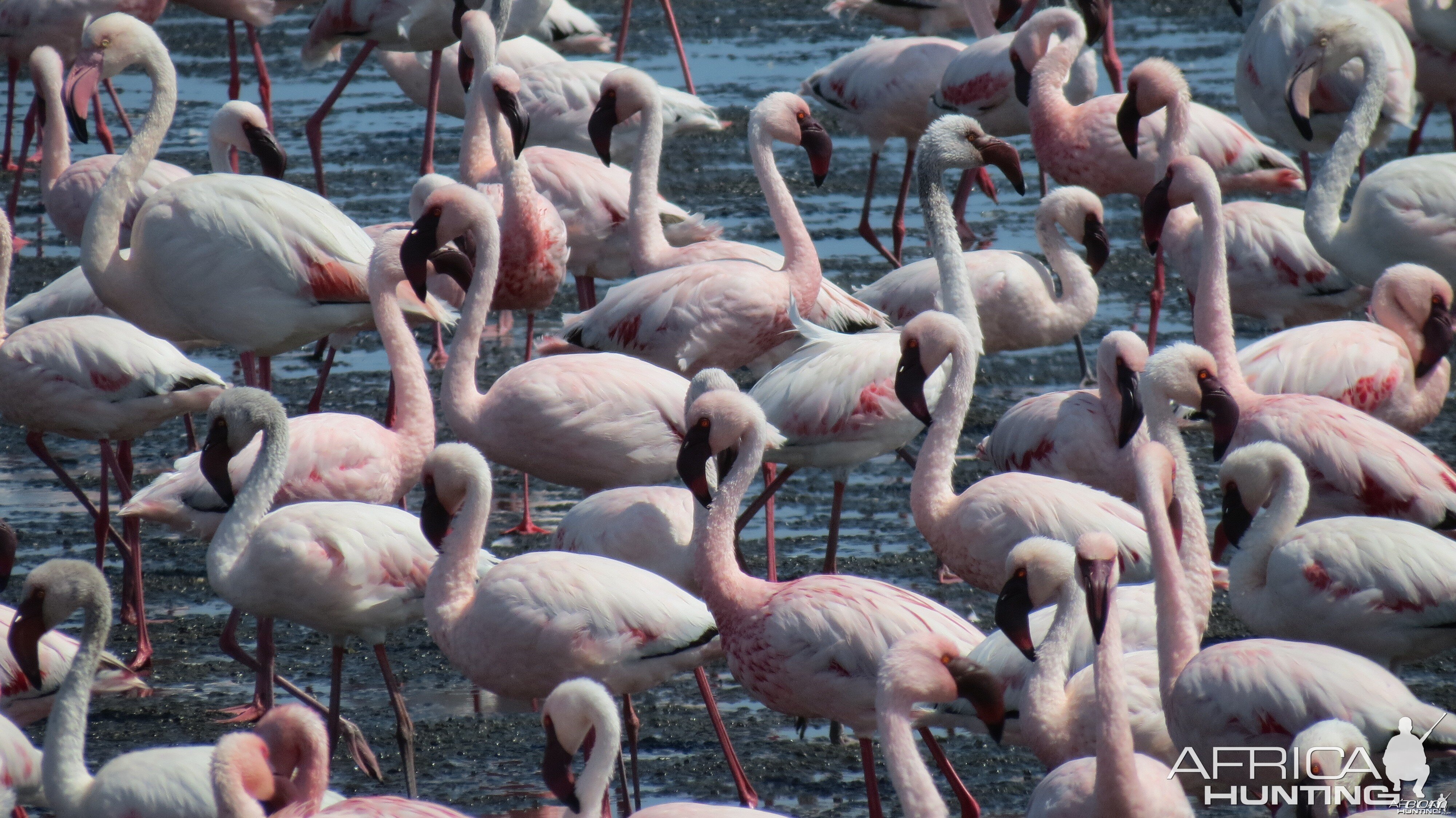 Flamingos Walvis Bay Namibia