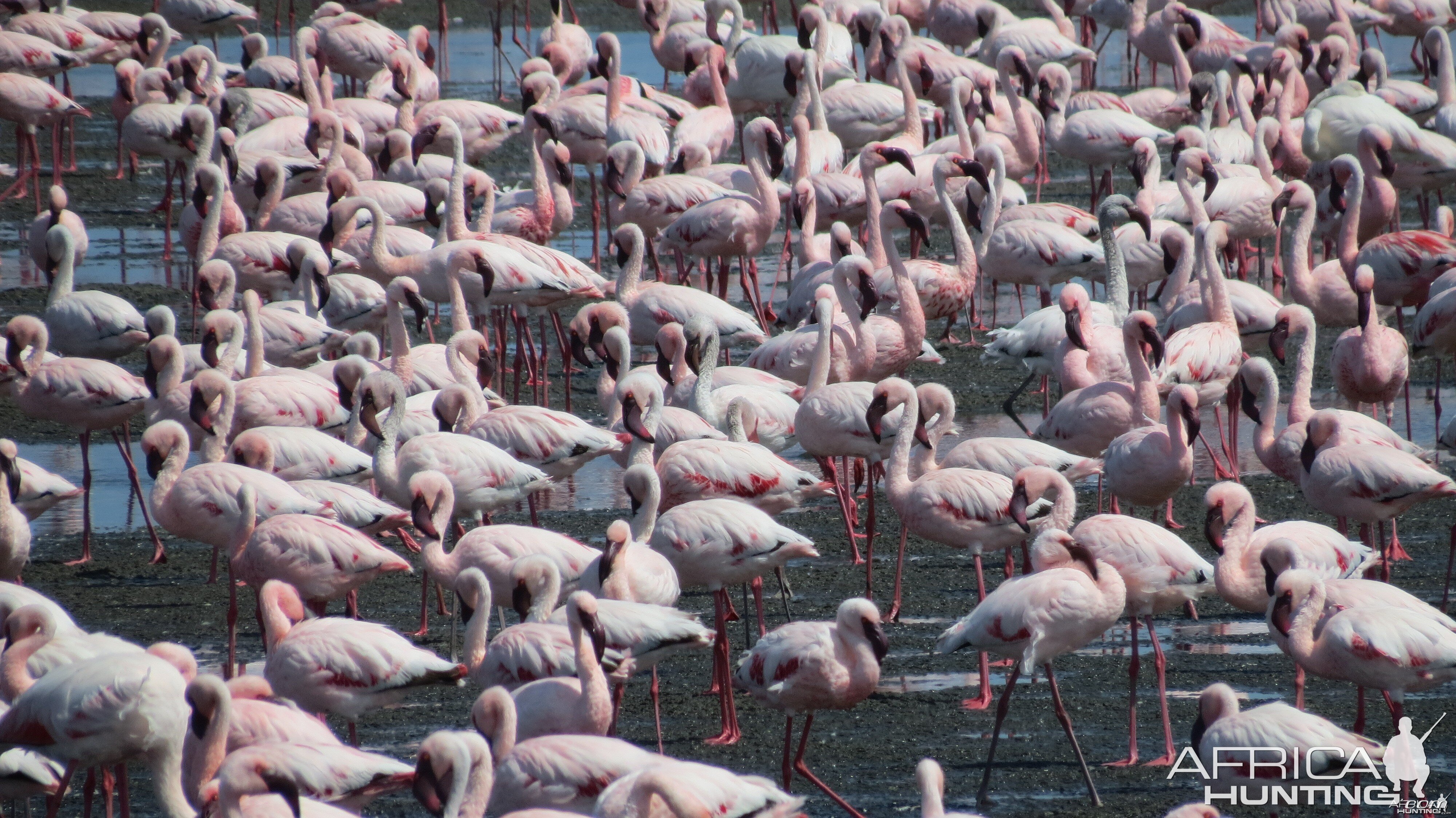 Flamingos Walvis Bay Namibia