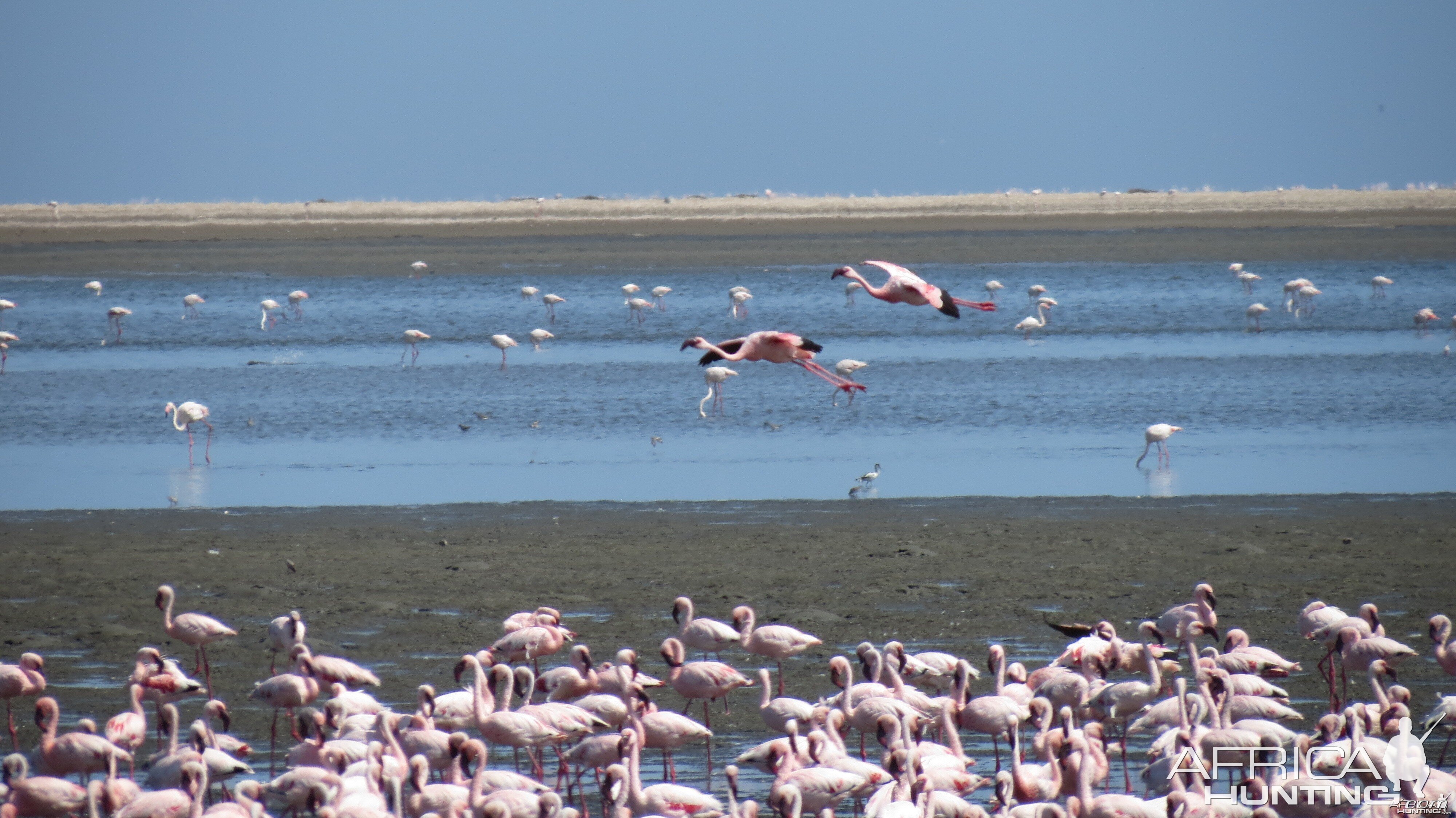 Flamingos Walvis Bay Namibia