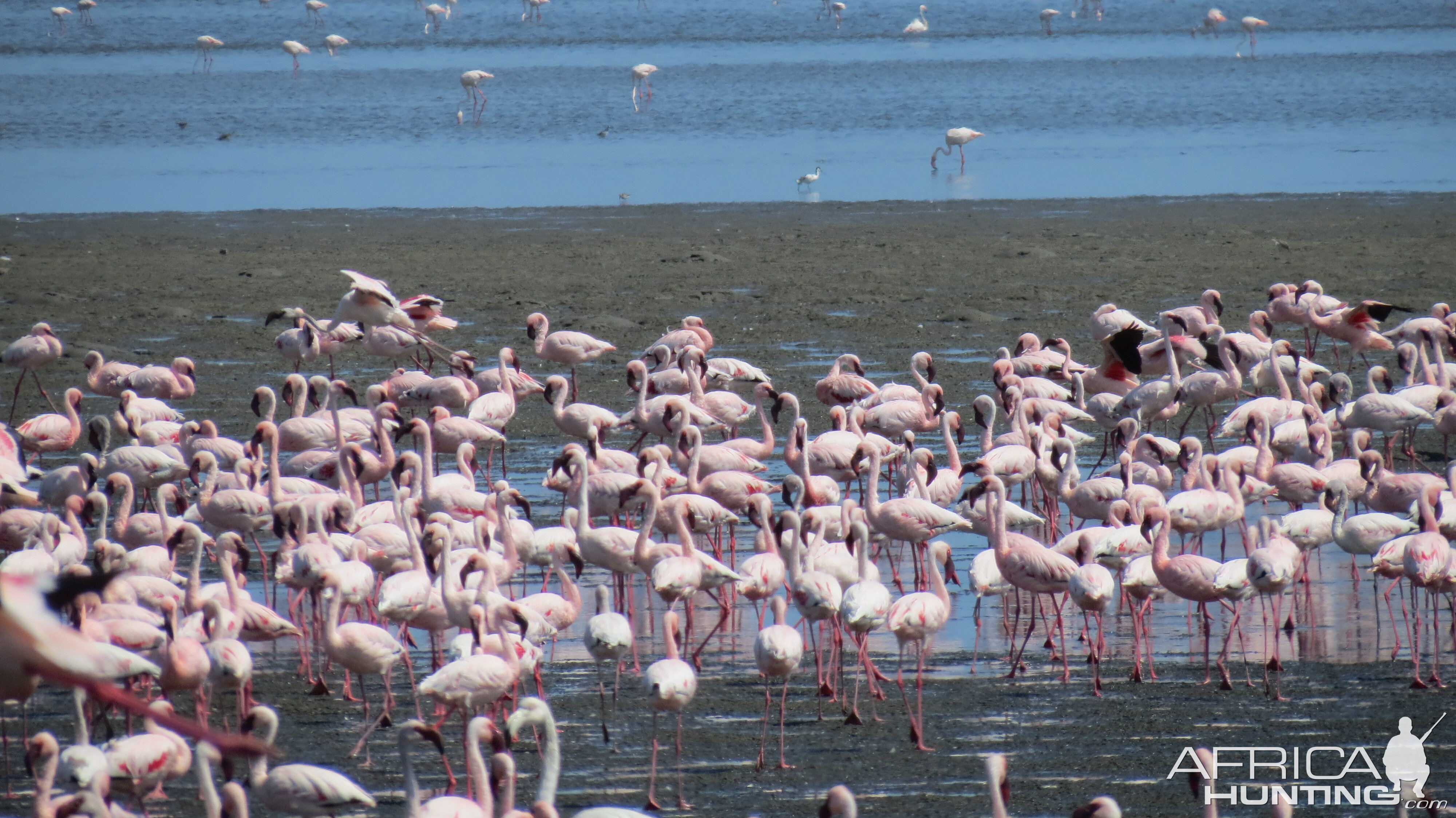 Flamingos Walvis Bay Namibia