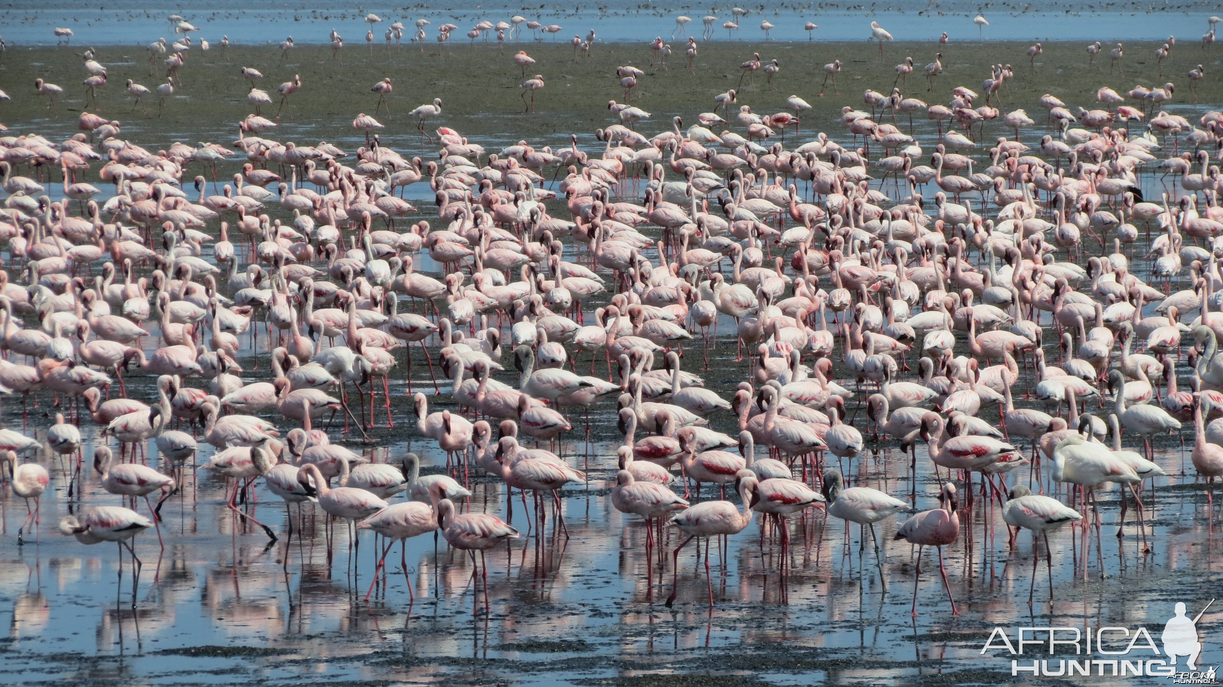 Flamingos Walvis Bay Namibia