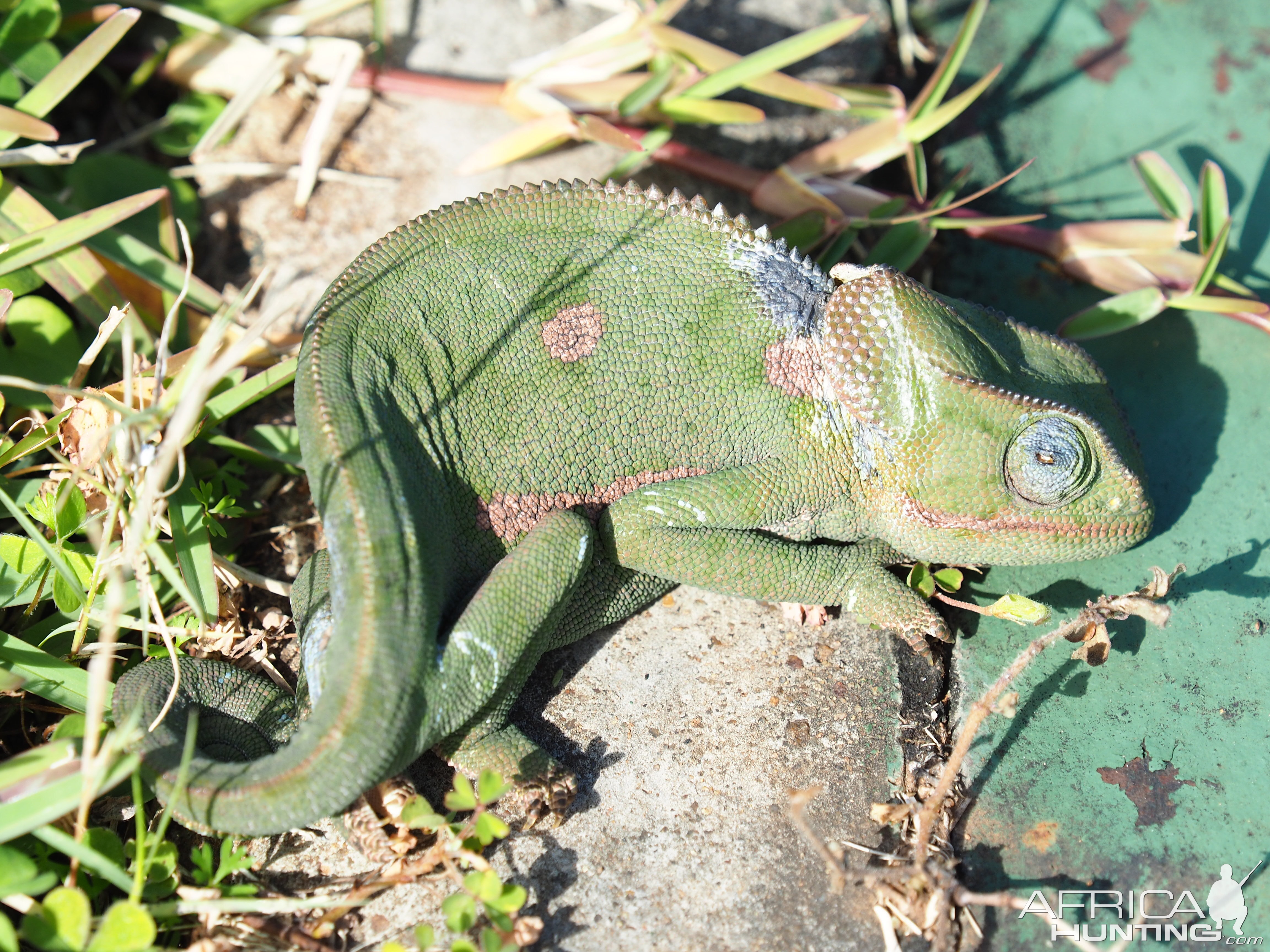 Flap-necked Chameleon Zimbabwe