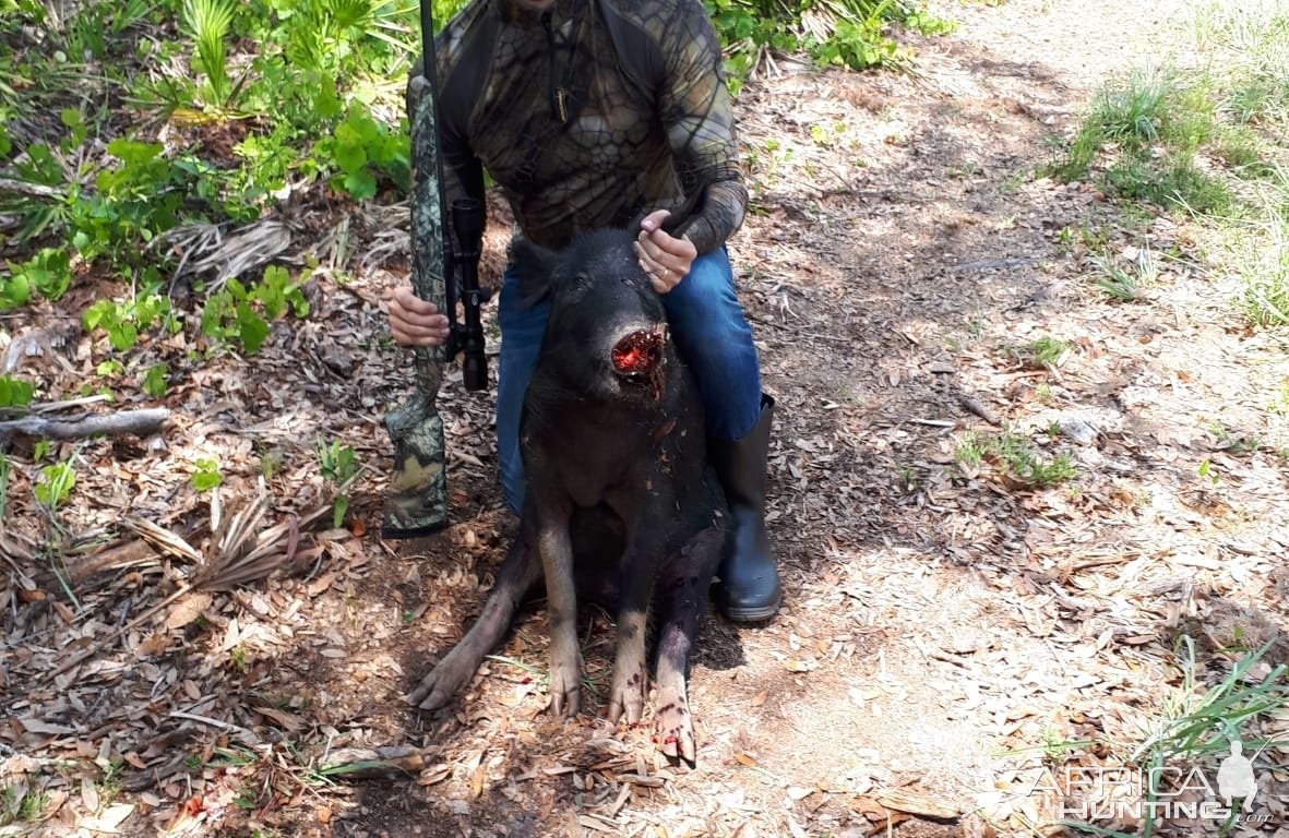 Florida Hog Hunting