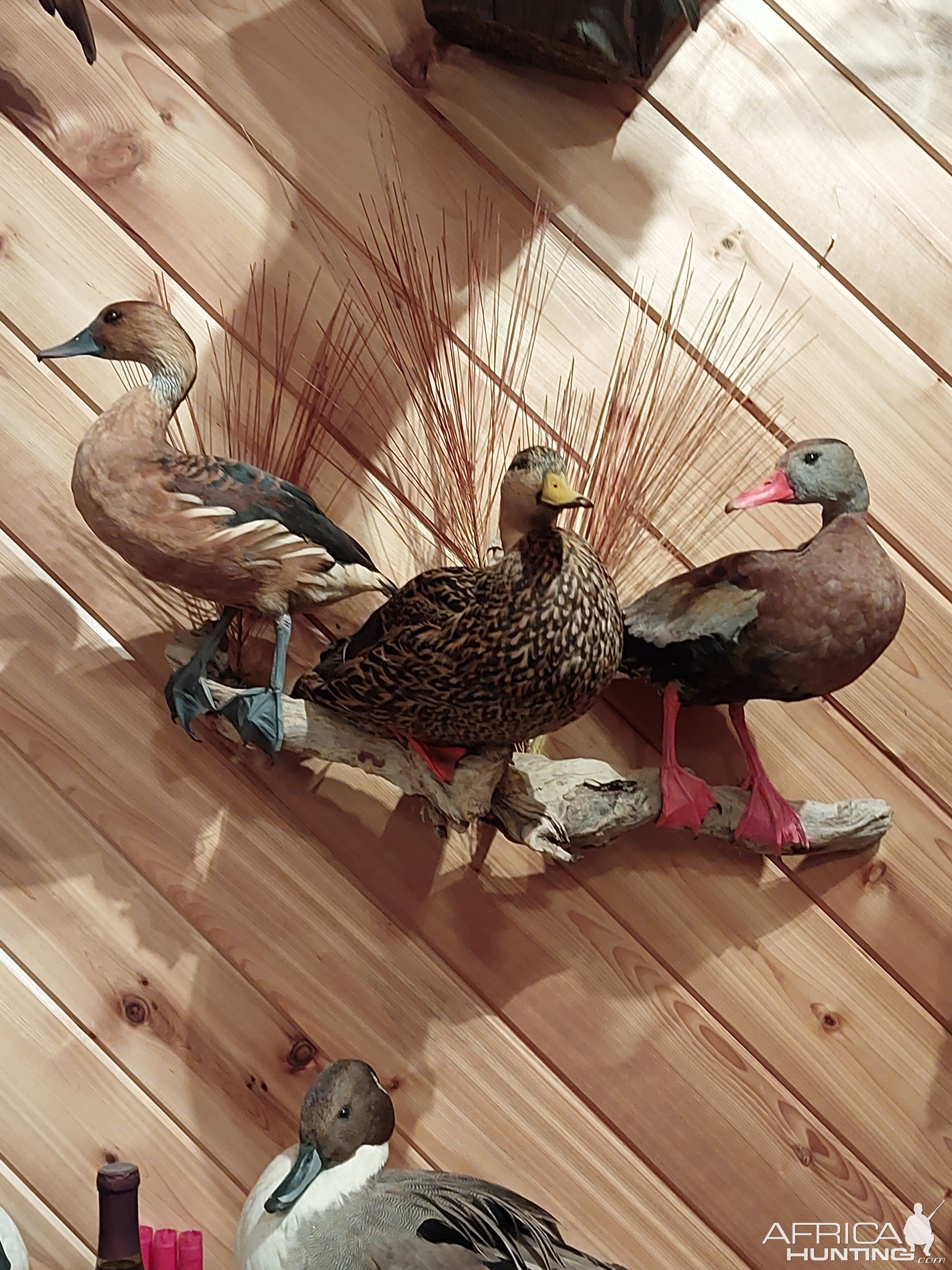 Florida Trio Duck Taxidermy