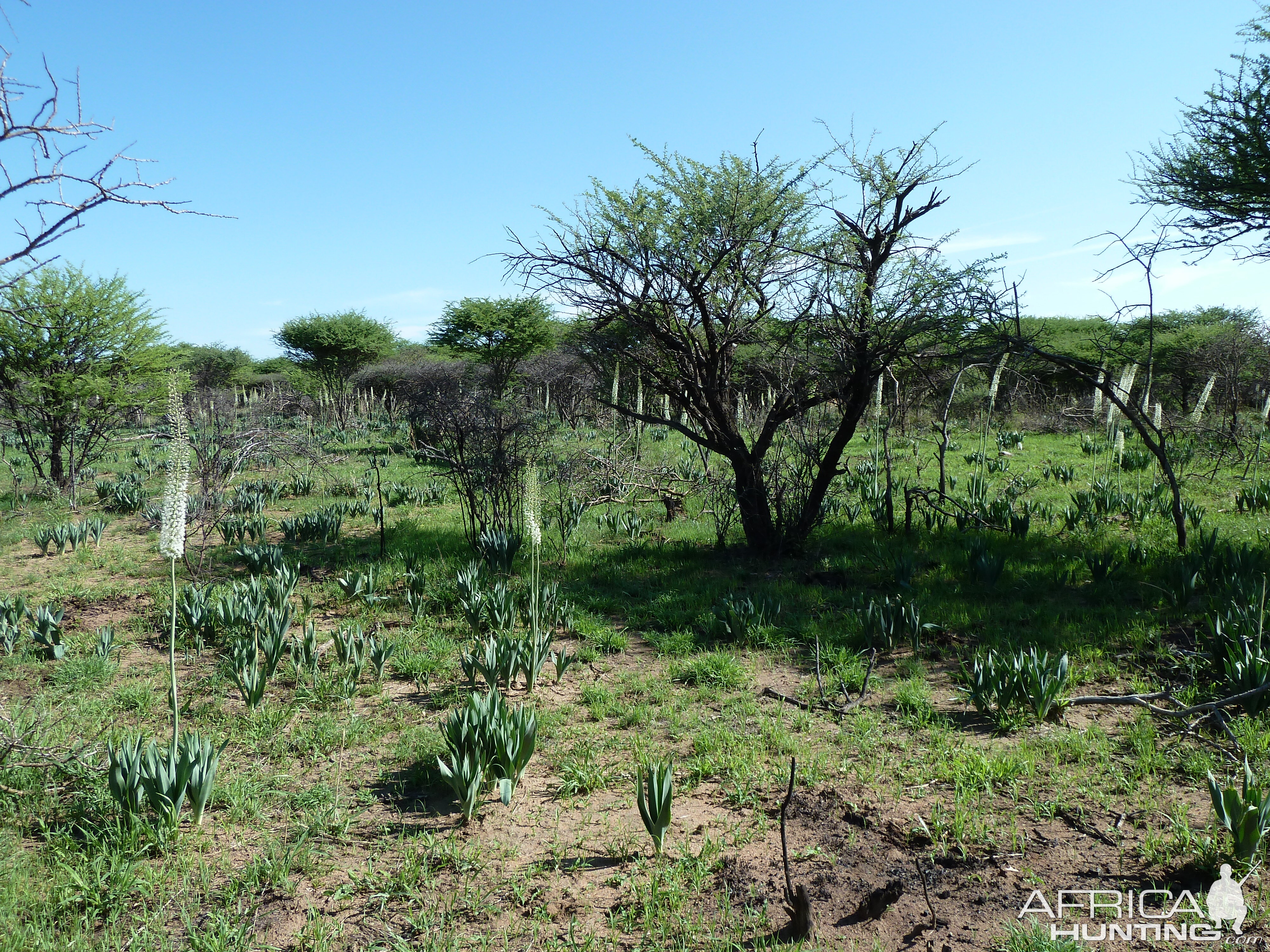 Flowers Namibia