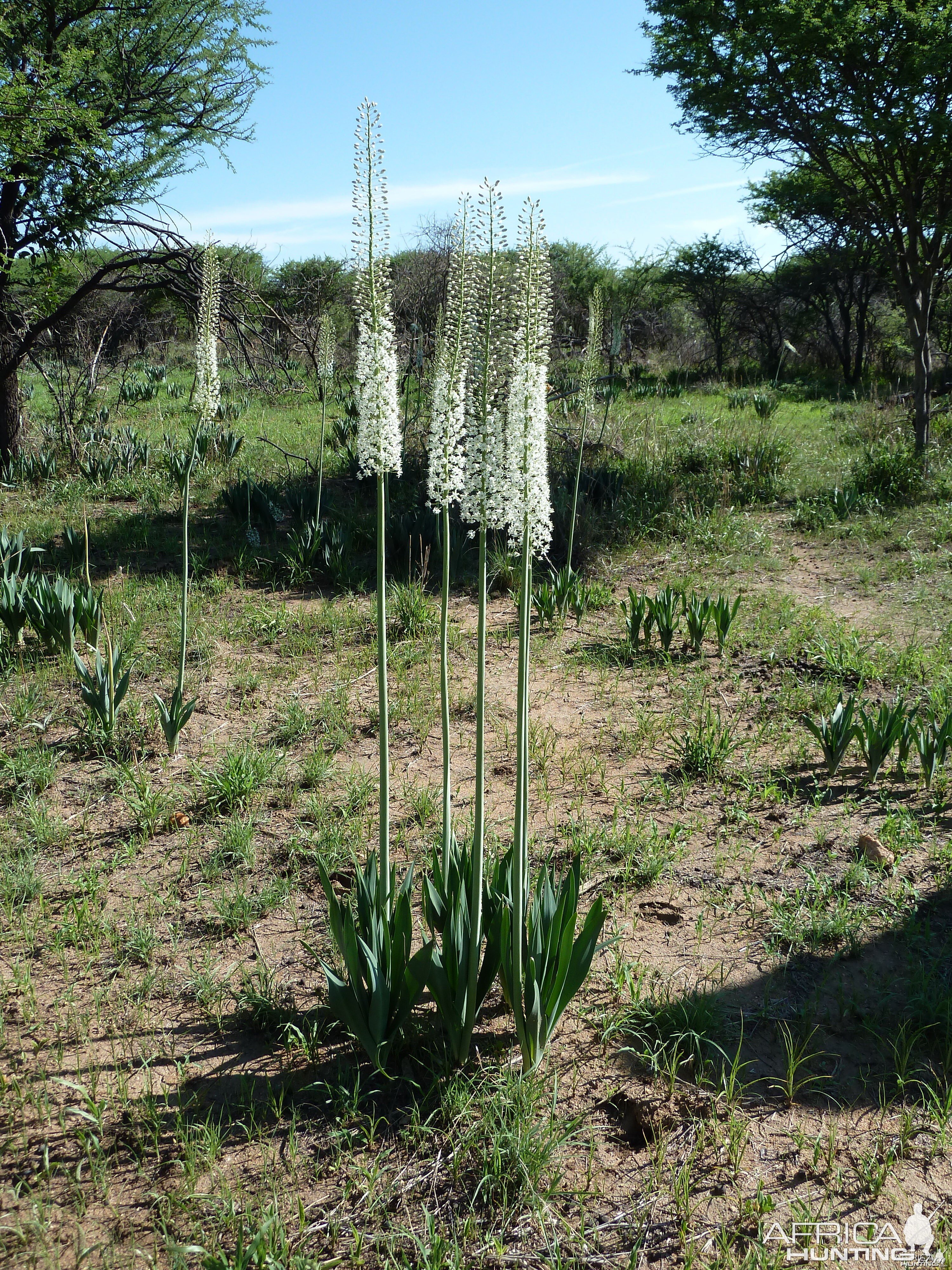 Flowers Namibia