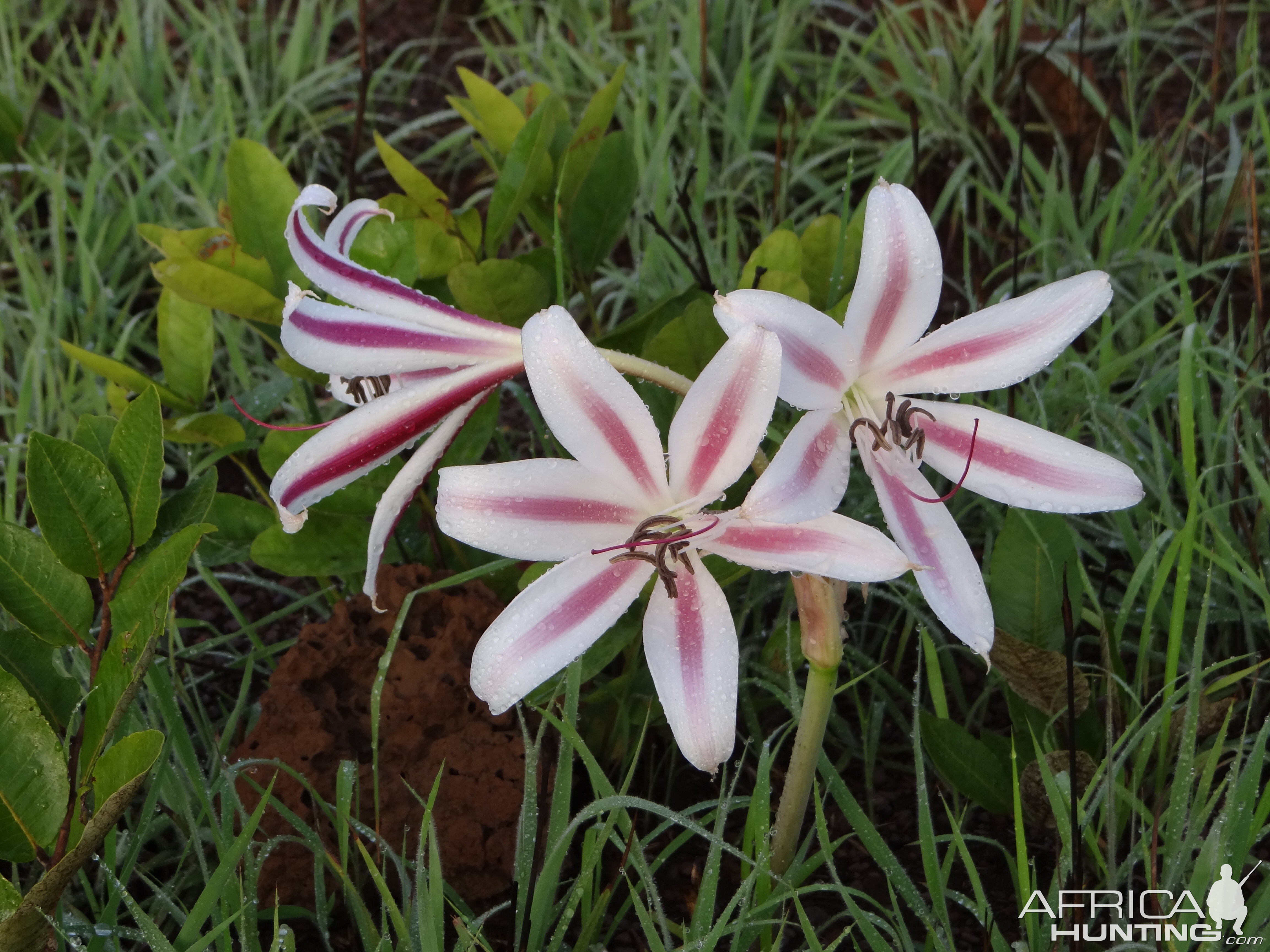 Flowers