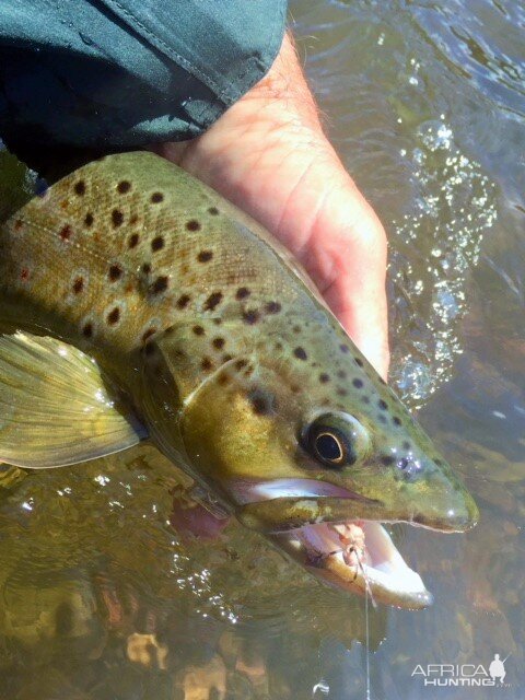 Fly Fishing Brown Trout in Montana, Idaho & Wyoming USA