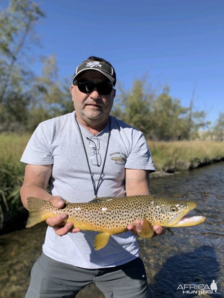 Fly Fishing Brown Trout Montana USA