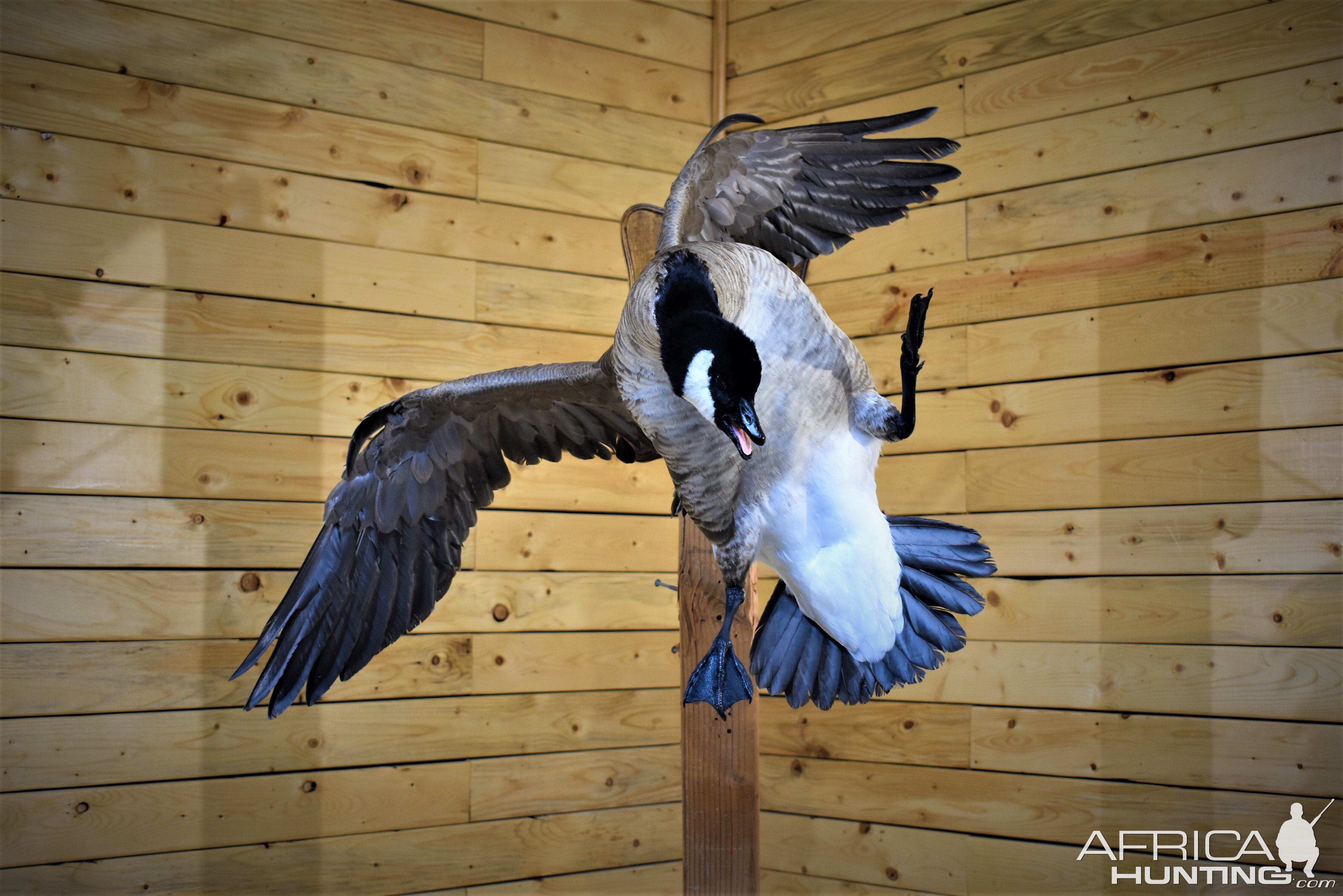 Flying Goose Mount