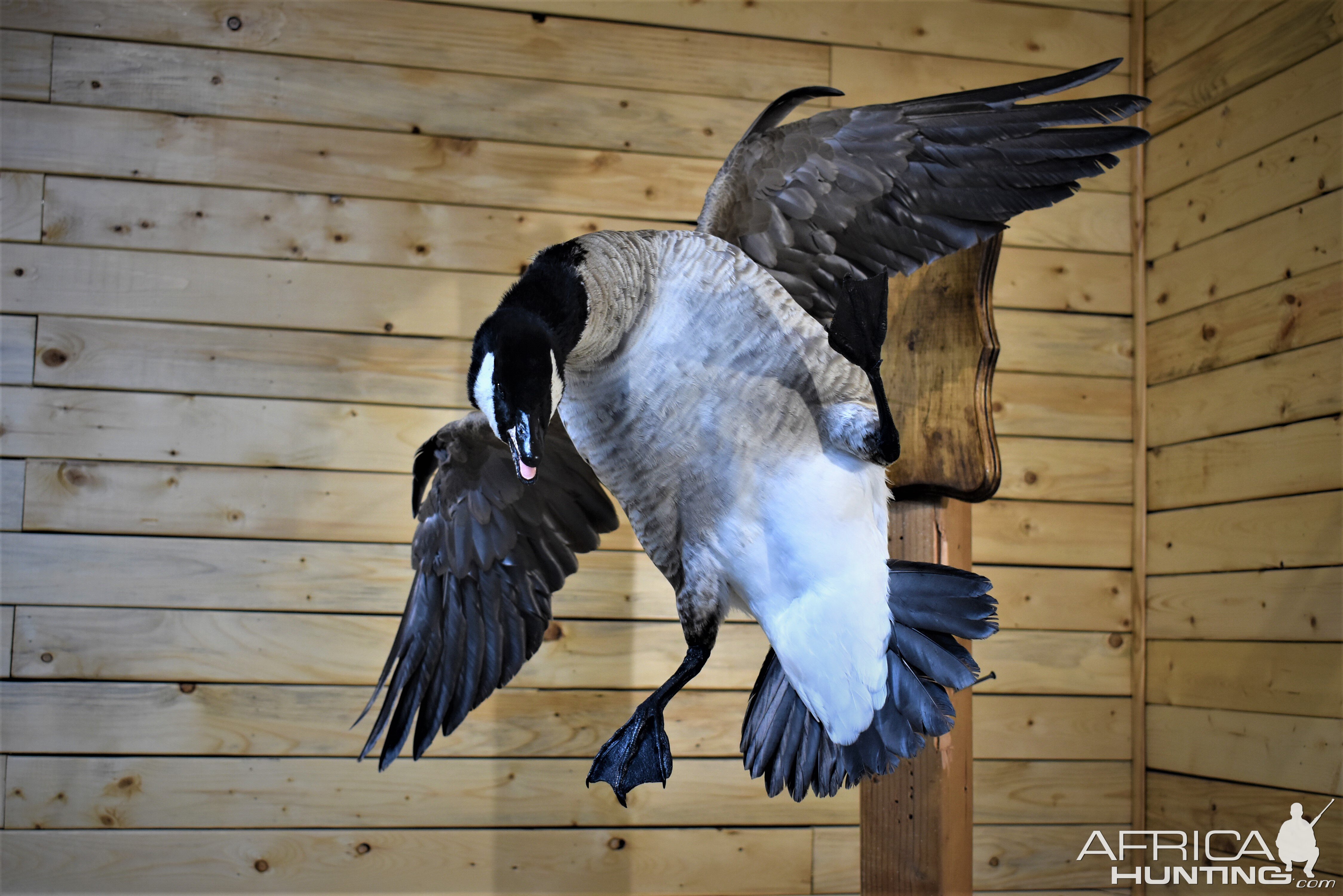 Flying Goose Mount