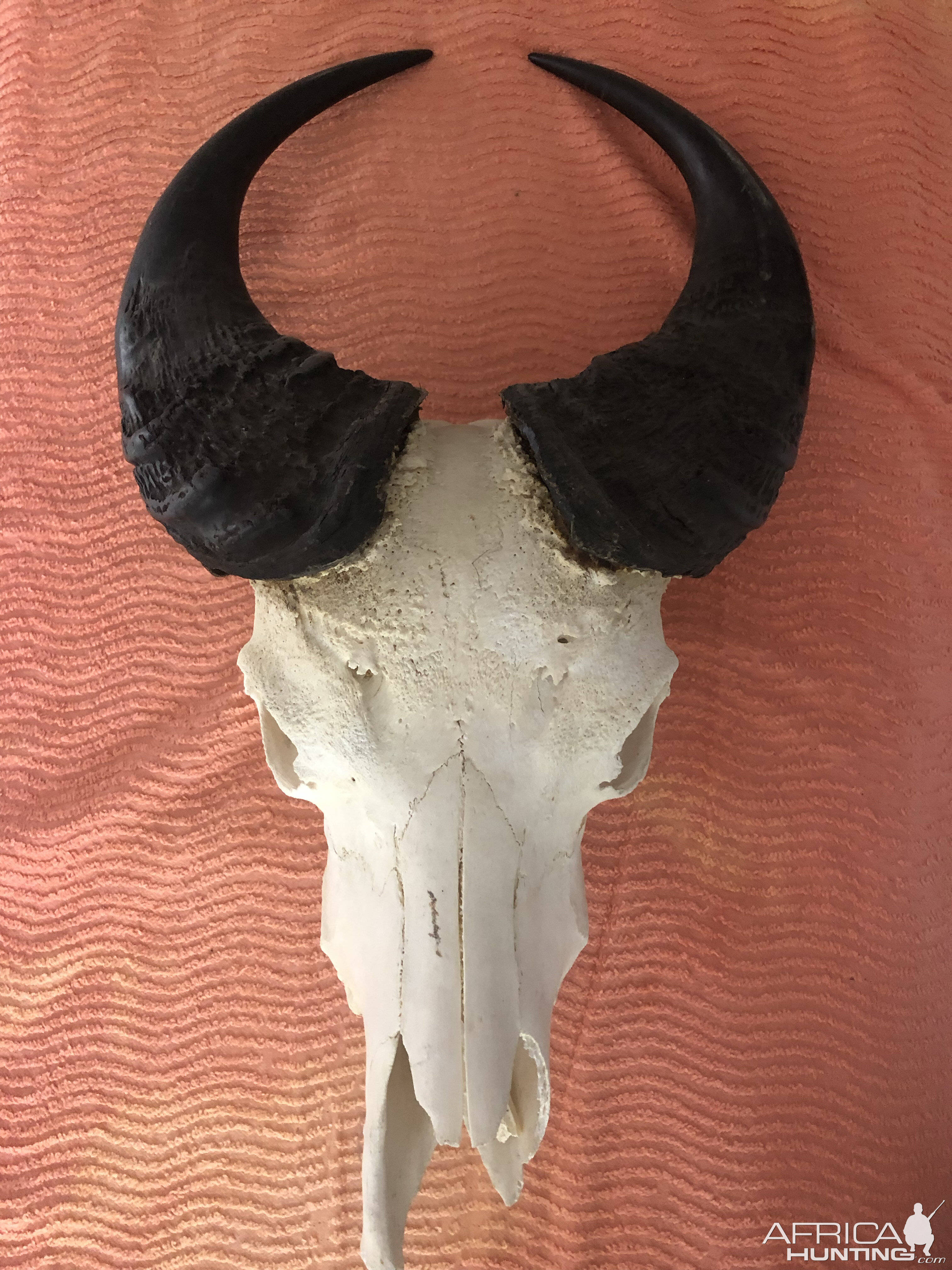 Forest Buffalo European Skull Mount