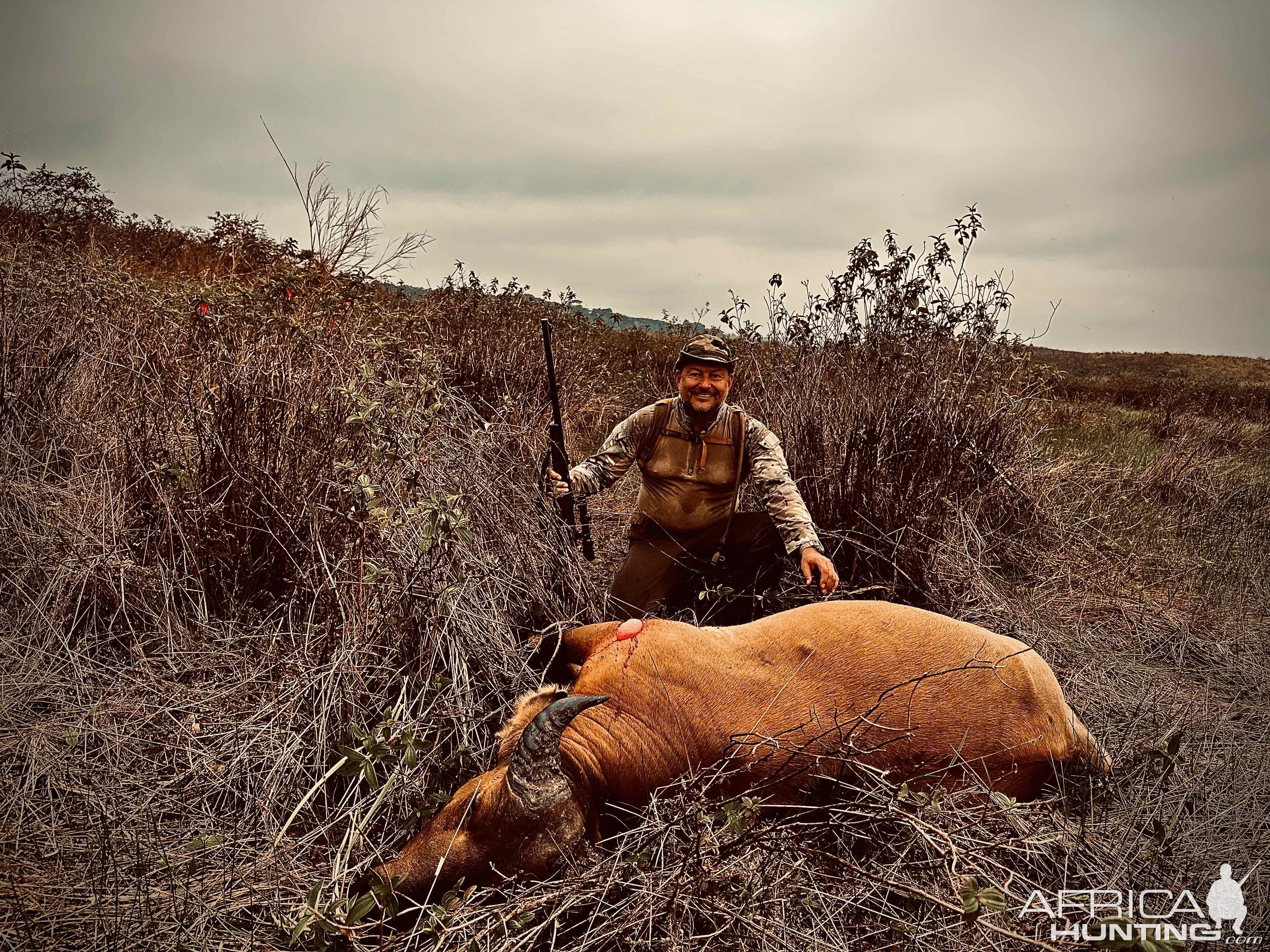 Forest Buffalo Hunt Congo