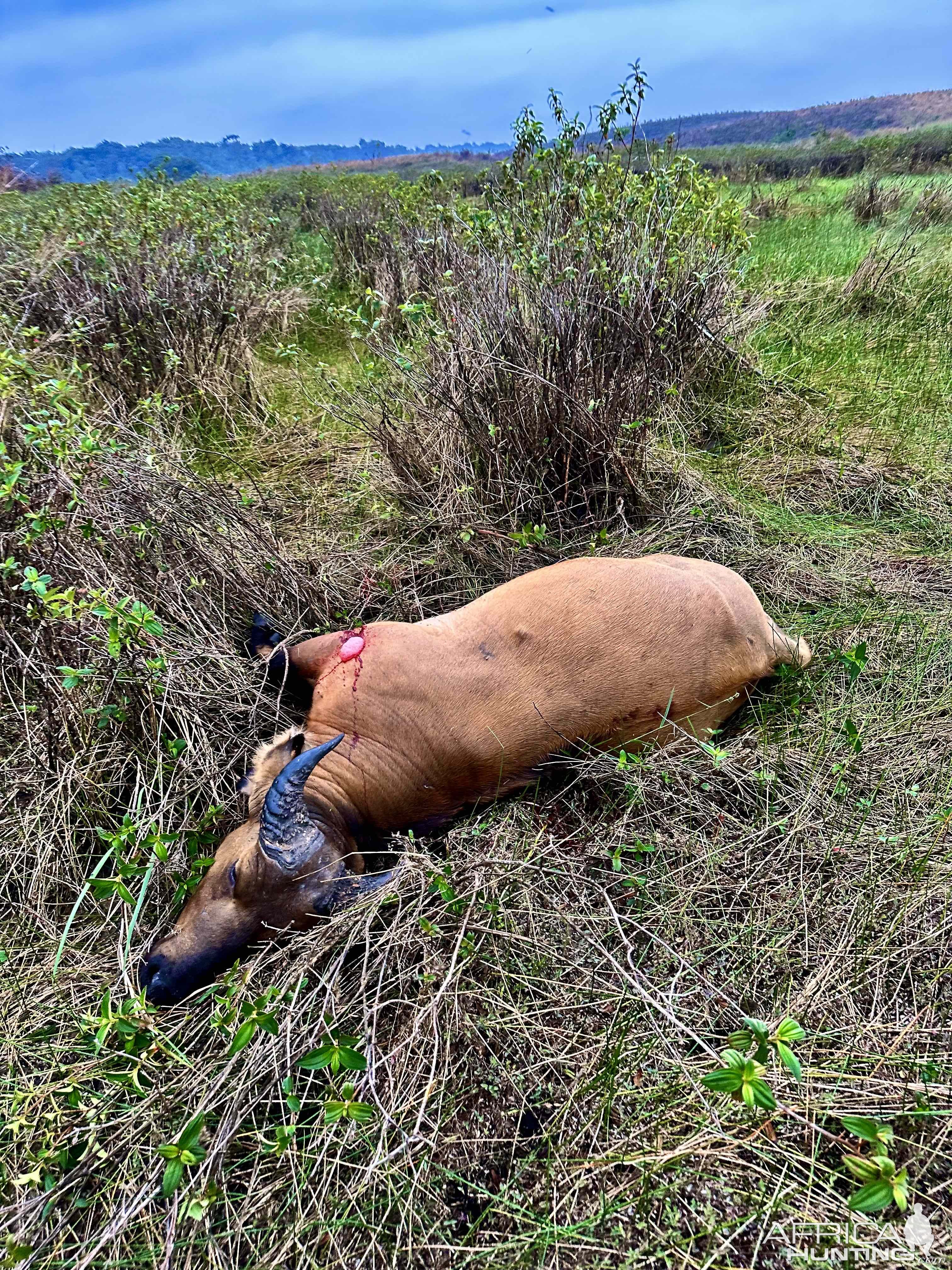 Forest Buffalo Hunt Congo