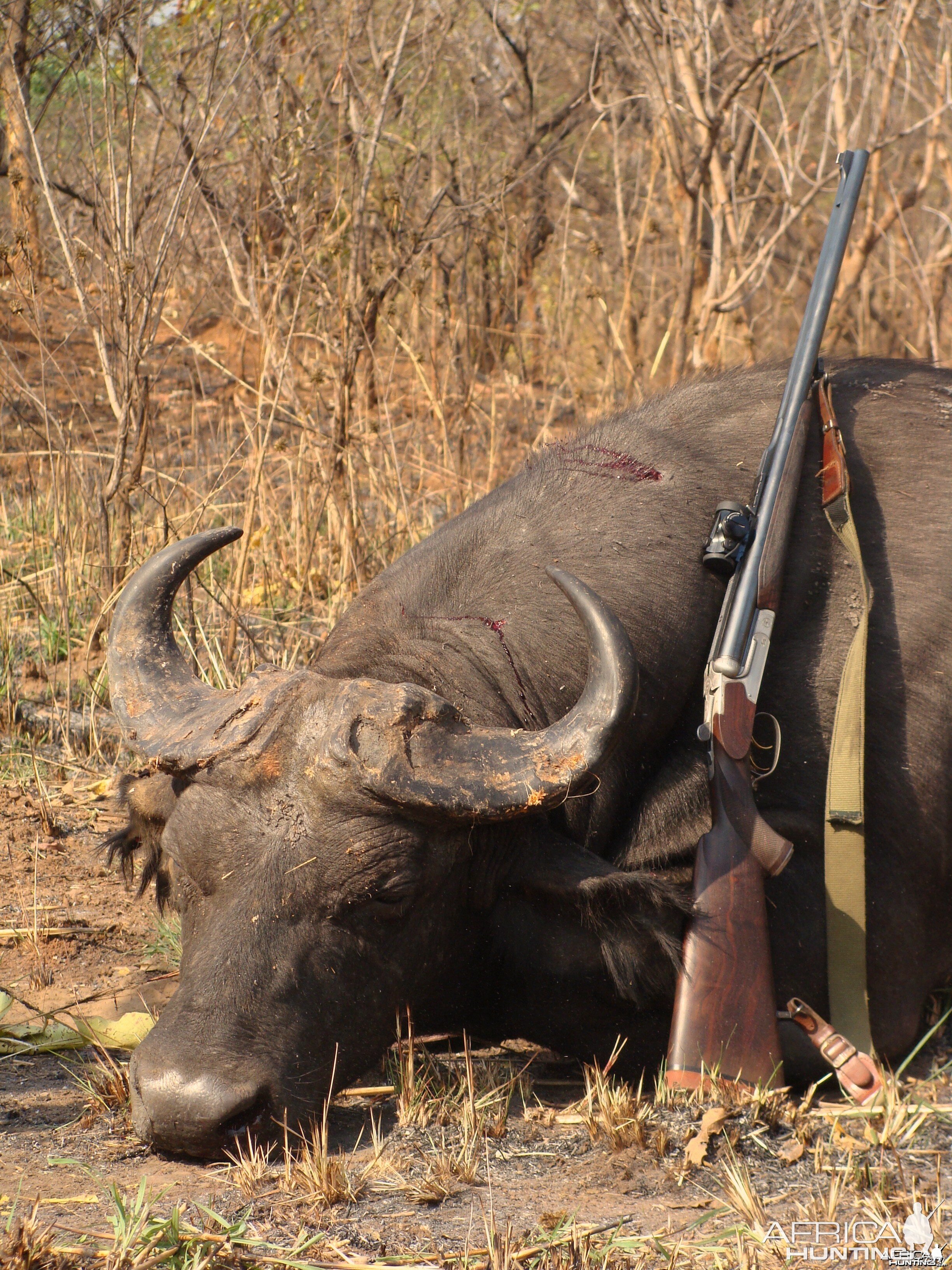 Forest Buffalo hunted in CAR with Central African Wildlife Adventures