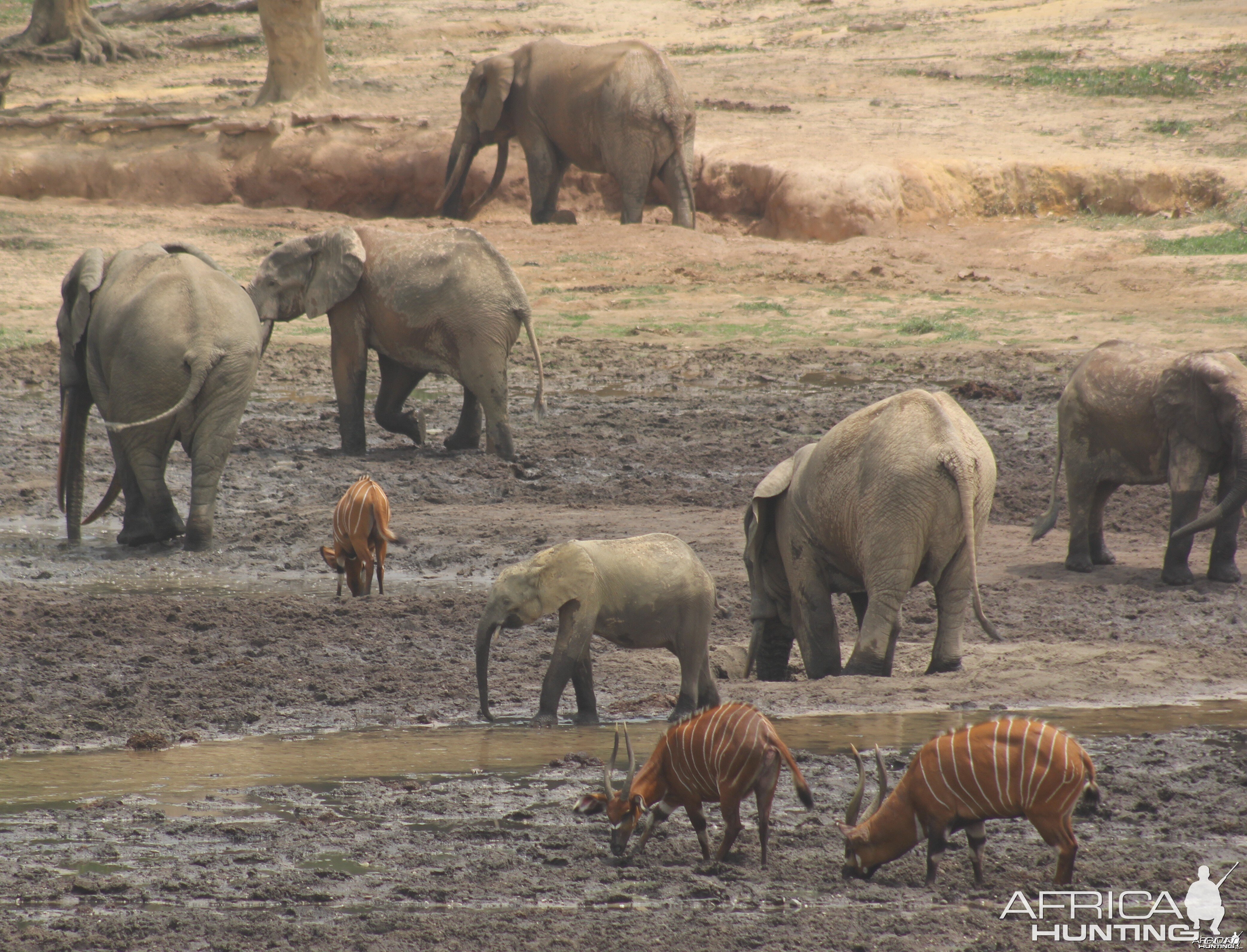 Forest Elephant and Bongo