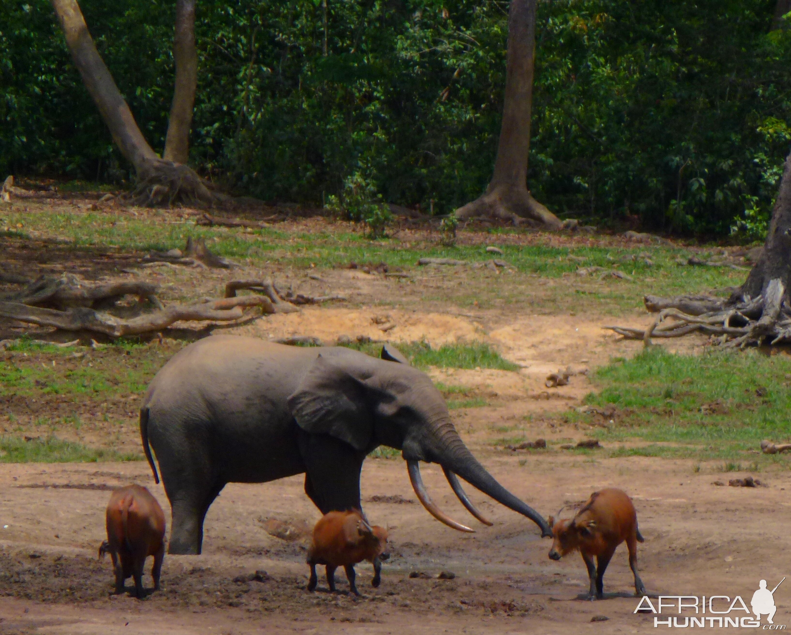 Forest Elephant and Buffalo