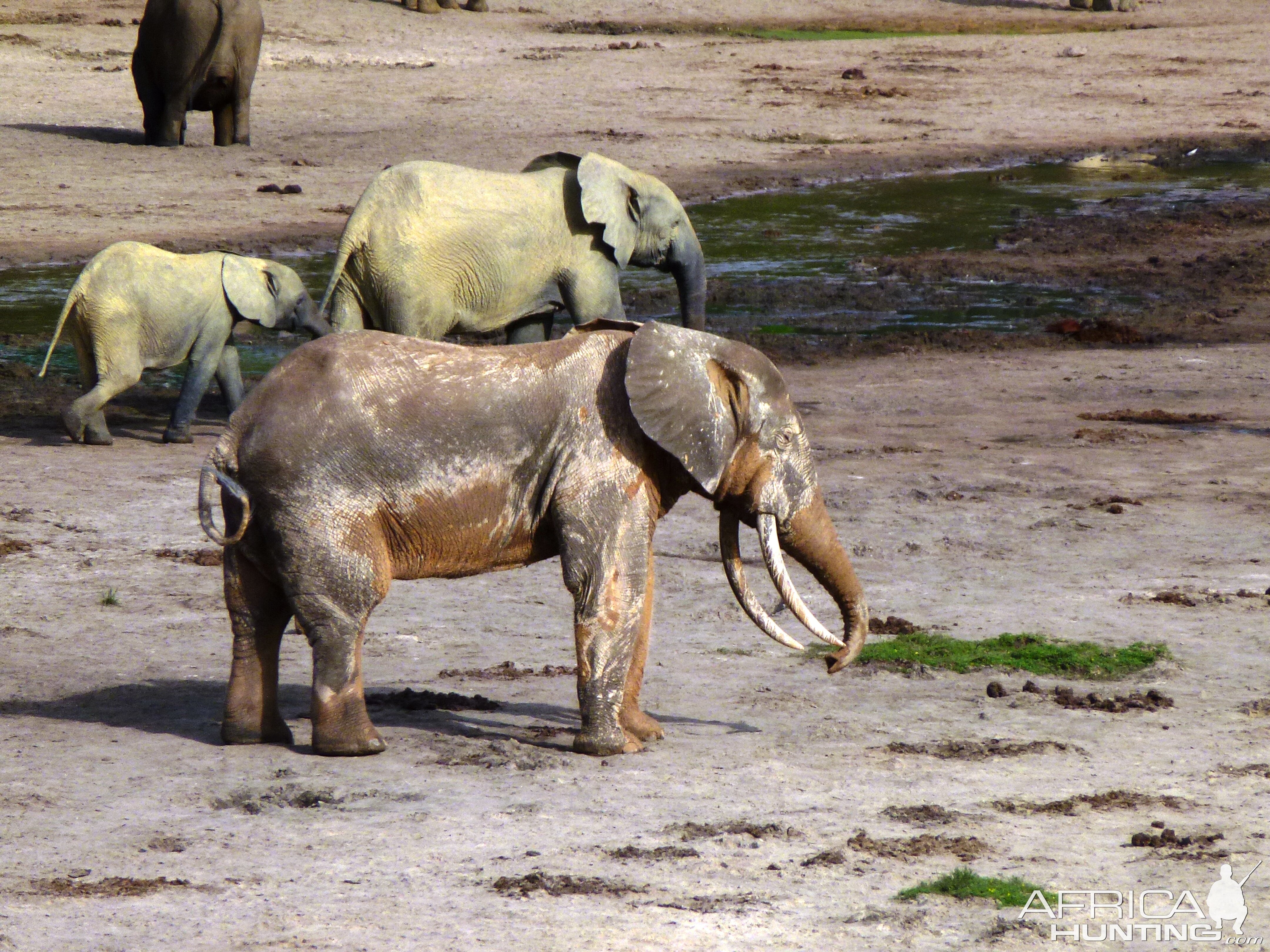 Forest Elephant Central Africa