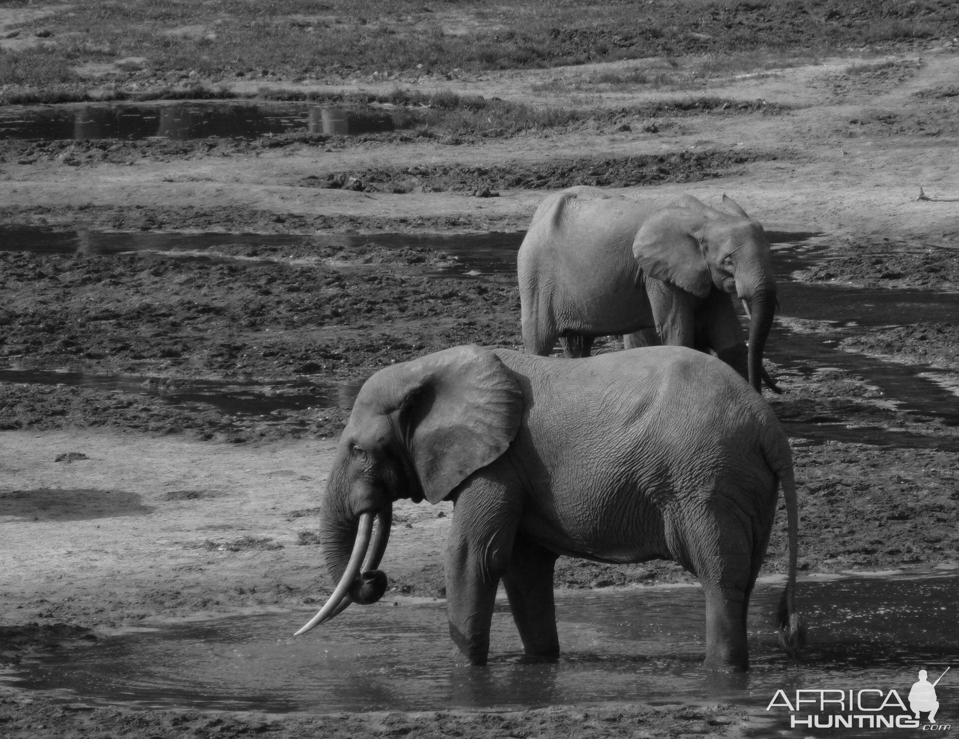 Forest Elephant