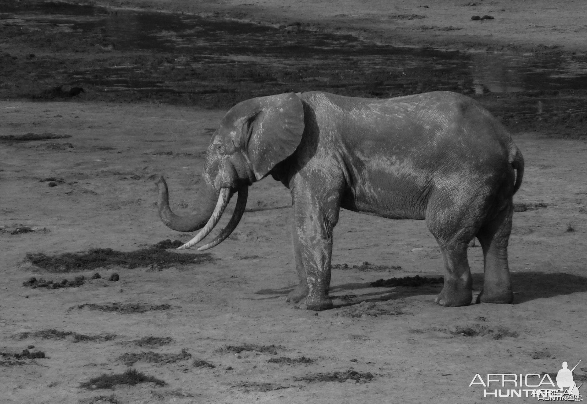 Forest Elephant