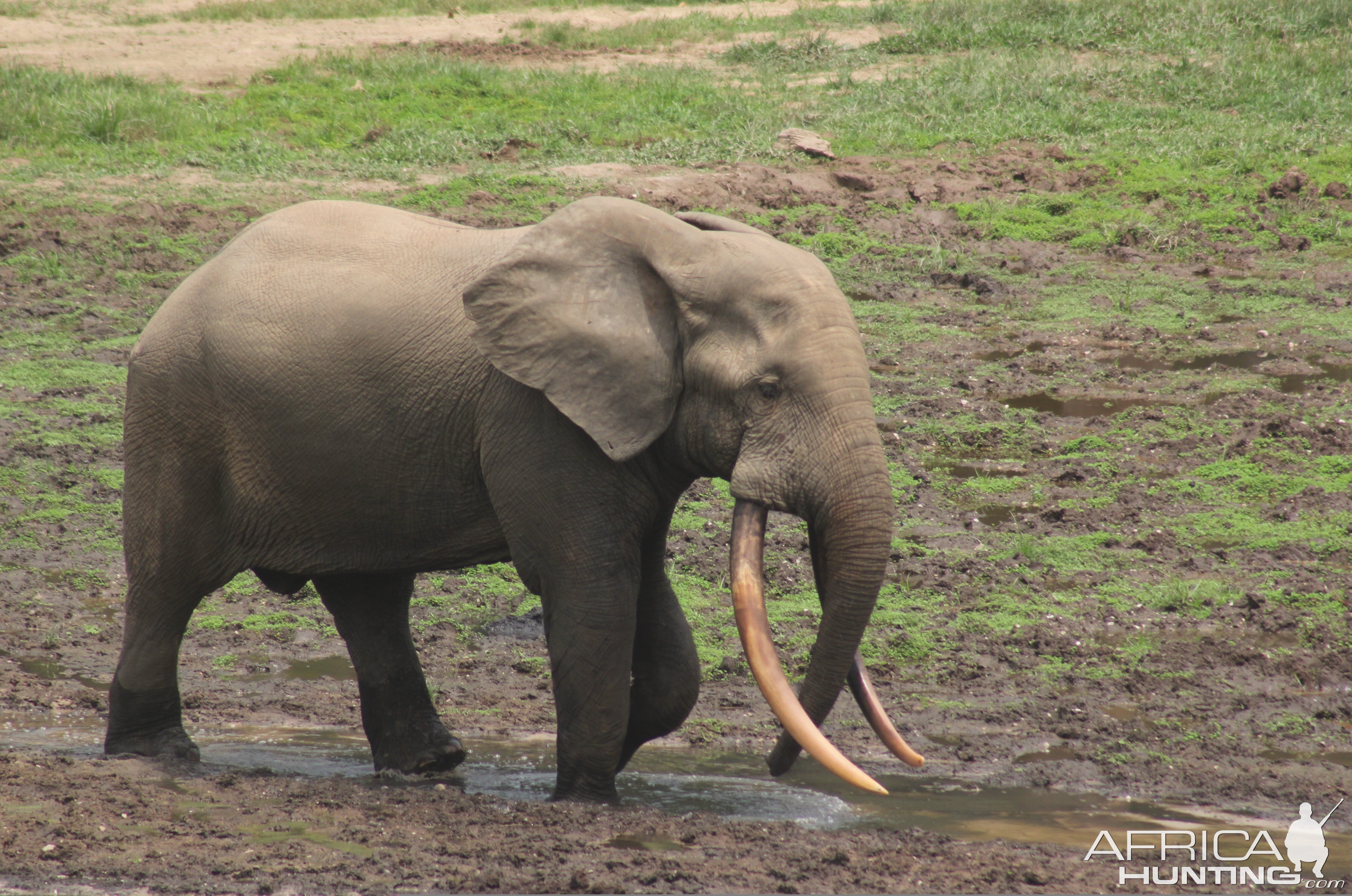 Forest Elephant