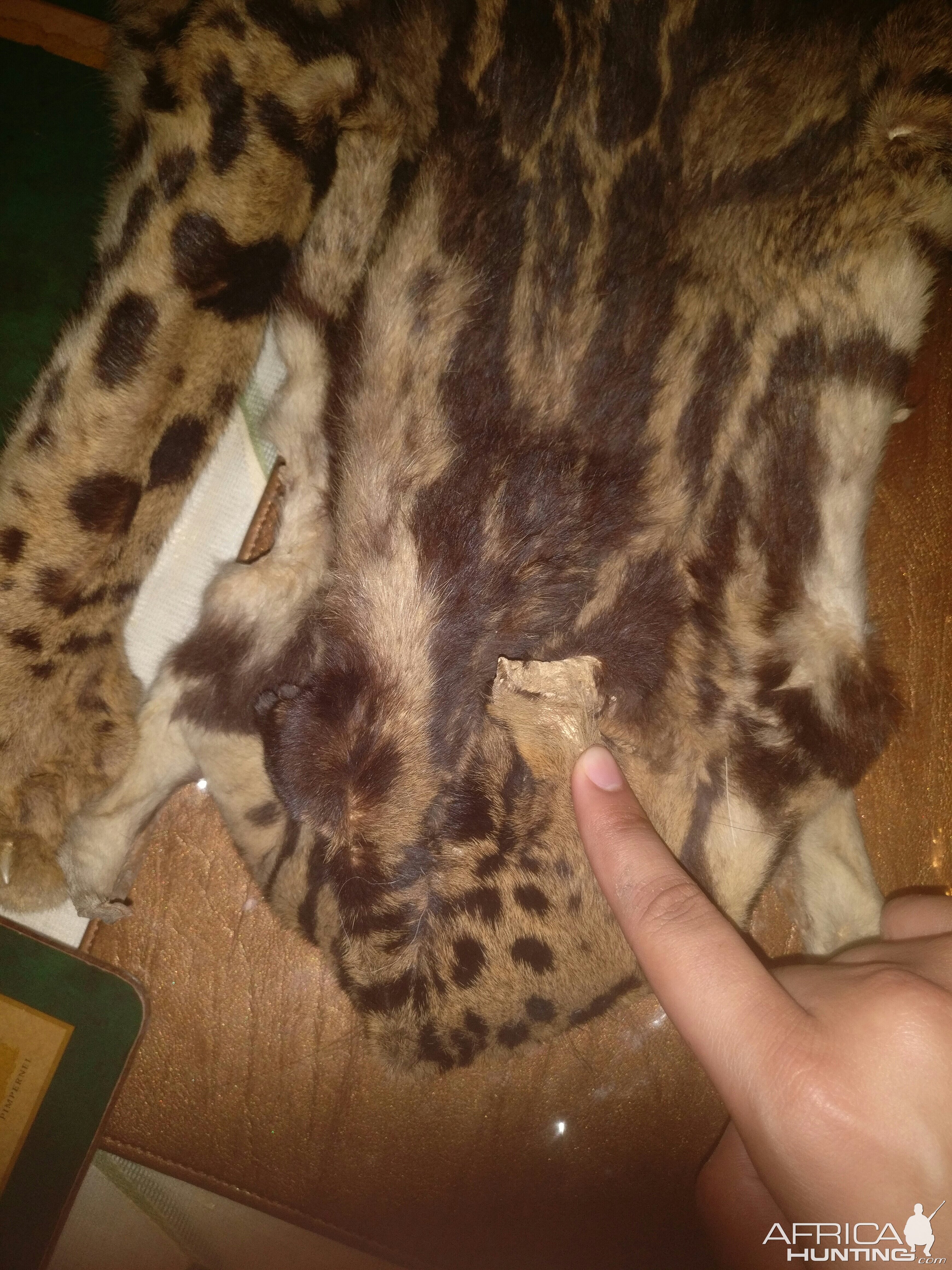 Forest Panther Skin