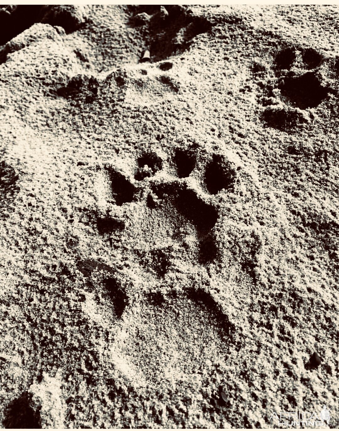 Forest Panther Tracks